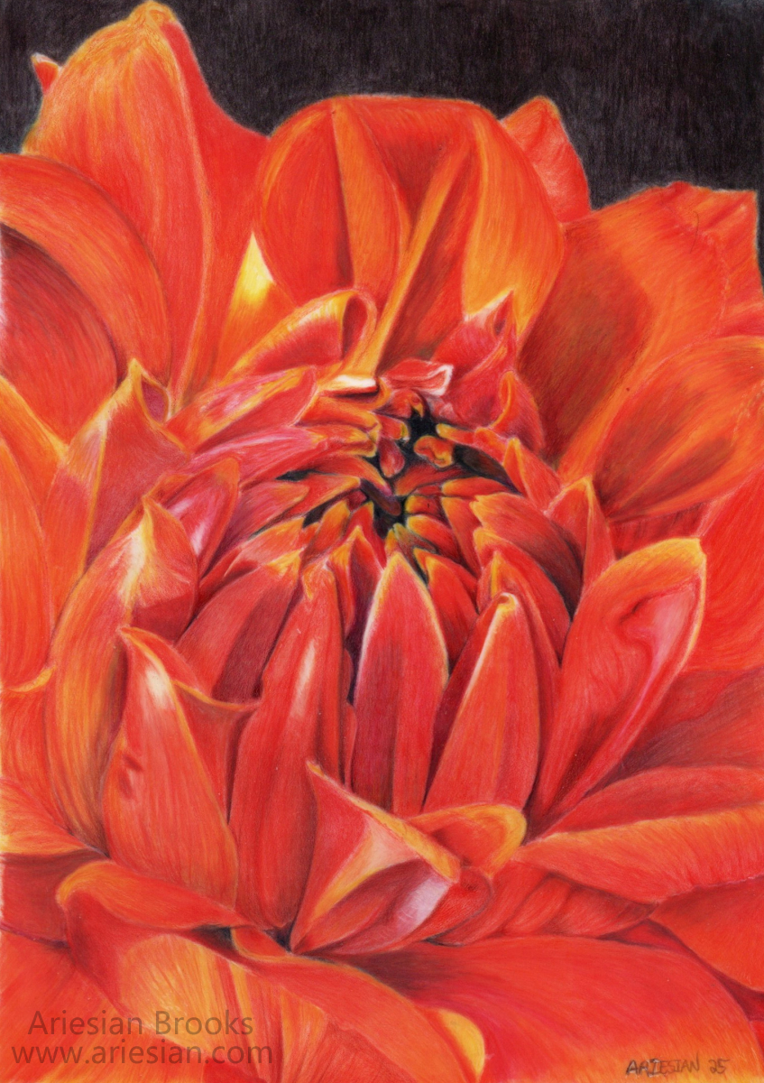 Orange Dahlia - Original Artwork