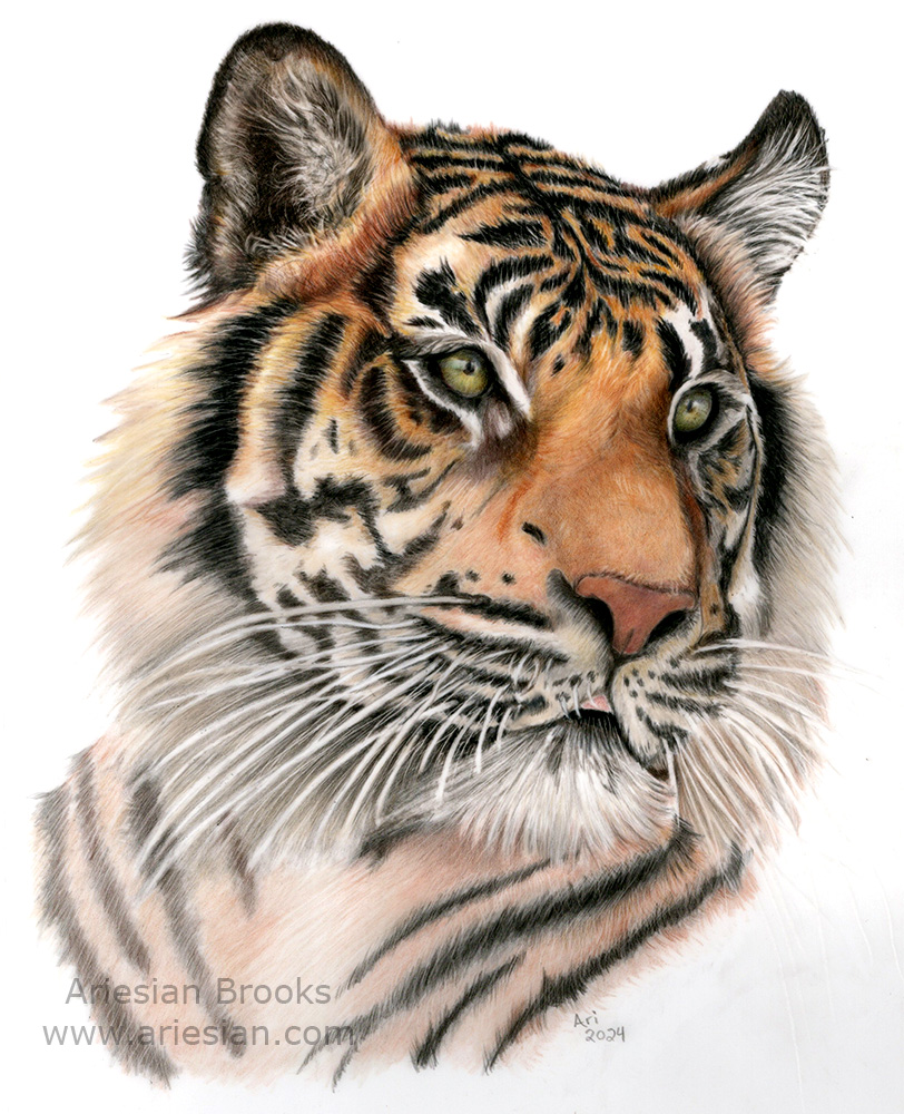 Tiger Portrait - Print