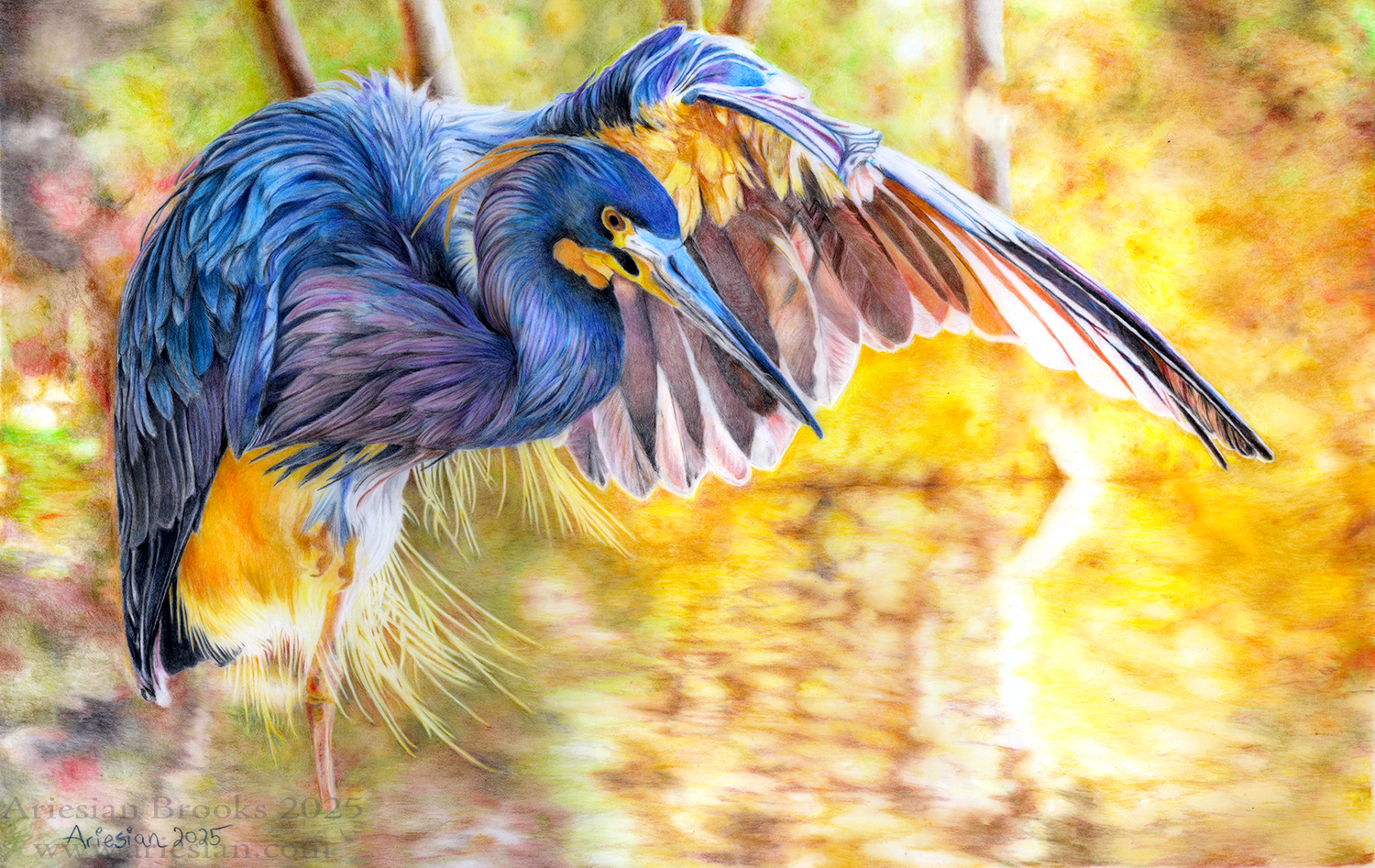 Tricolor Heron - Print