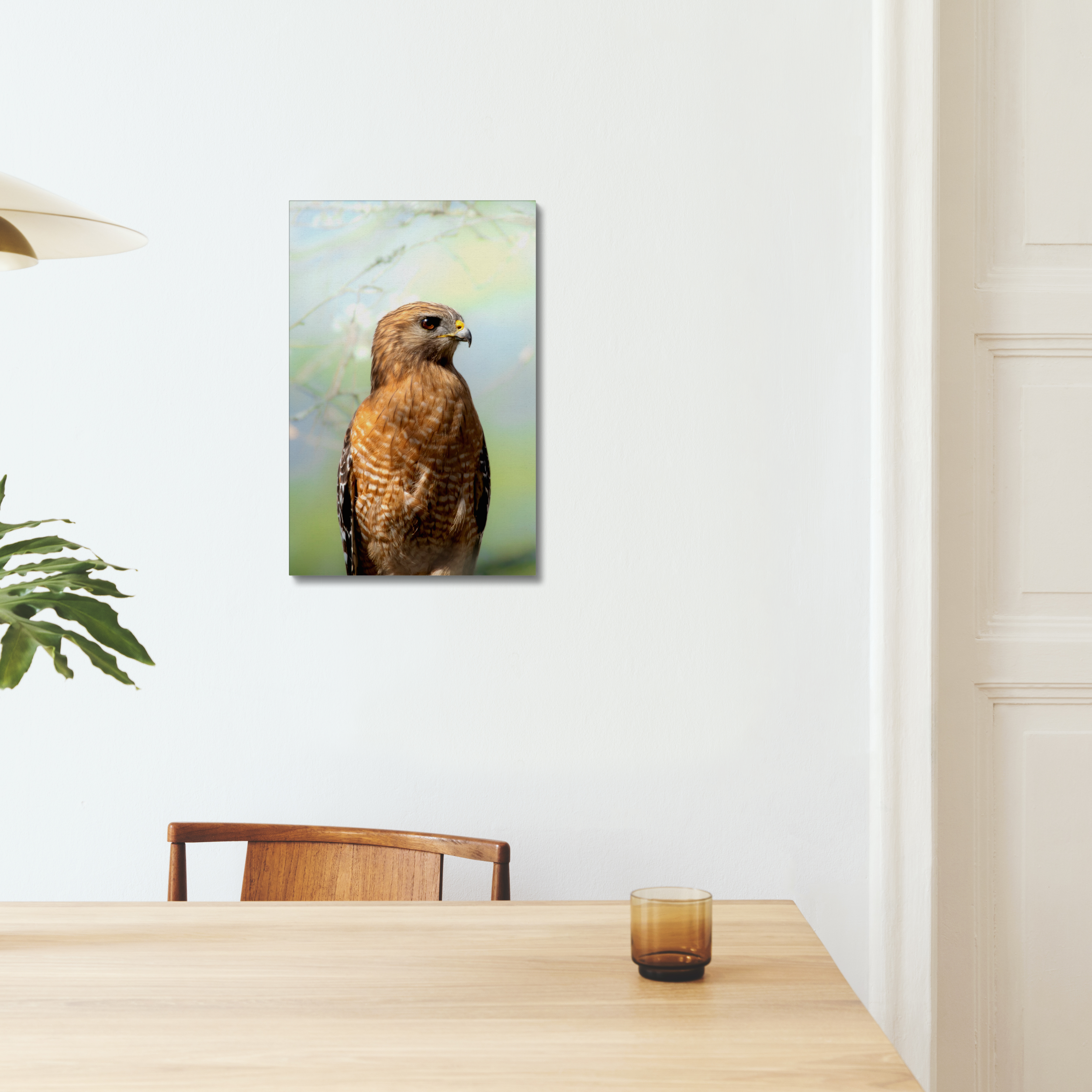 Hawk Canvas