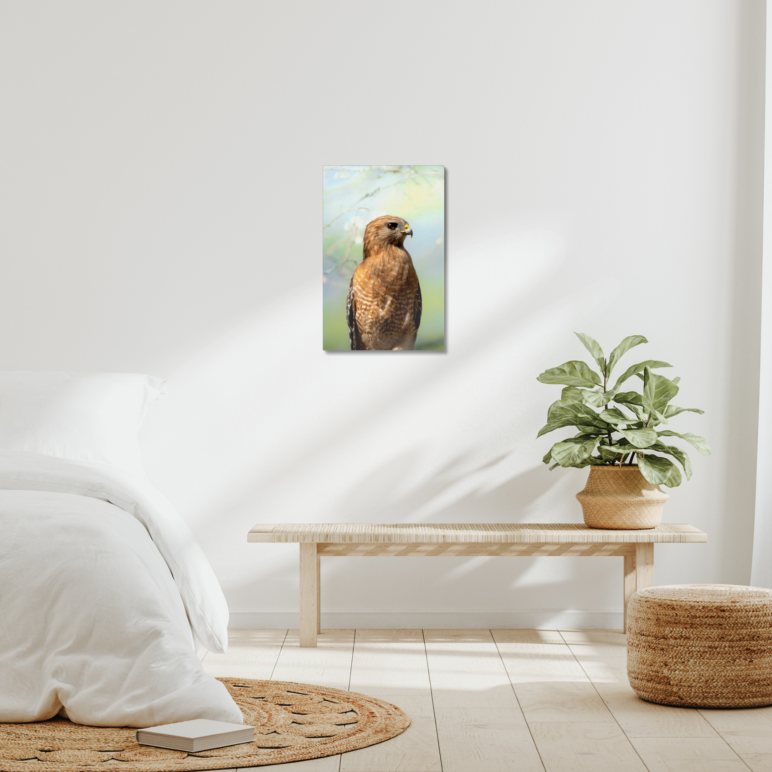 Hawk Canvas
