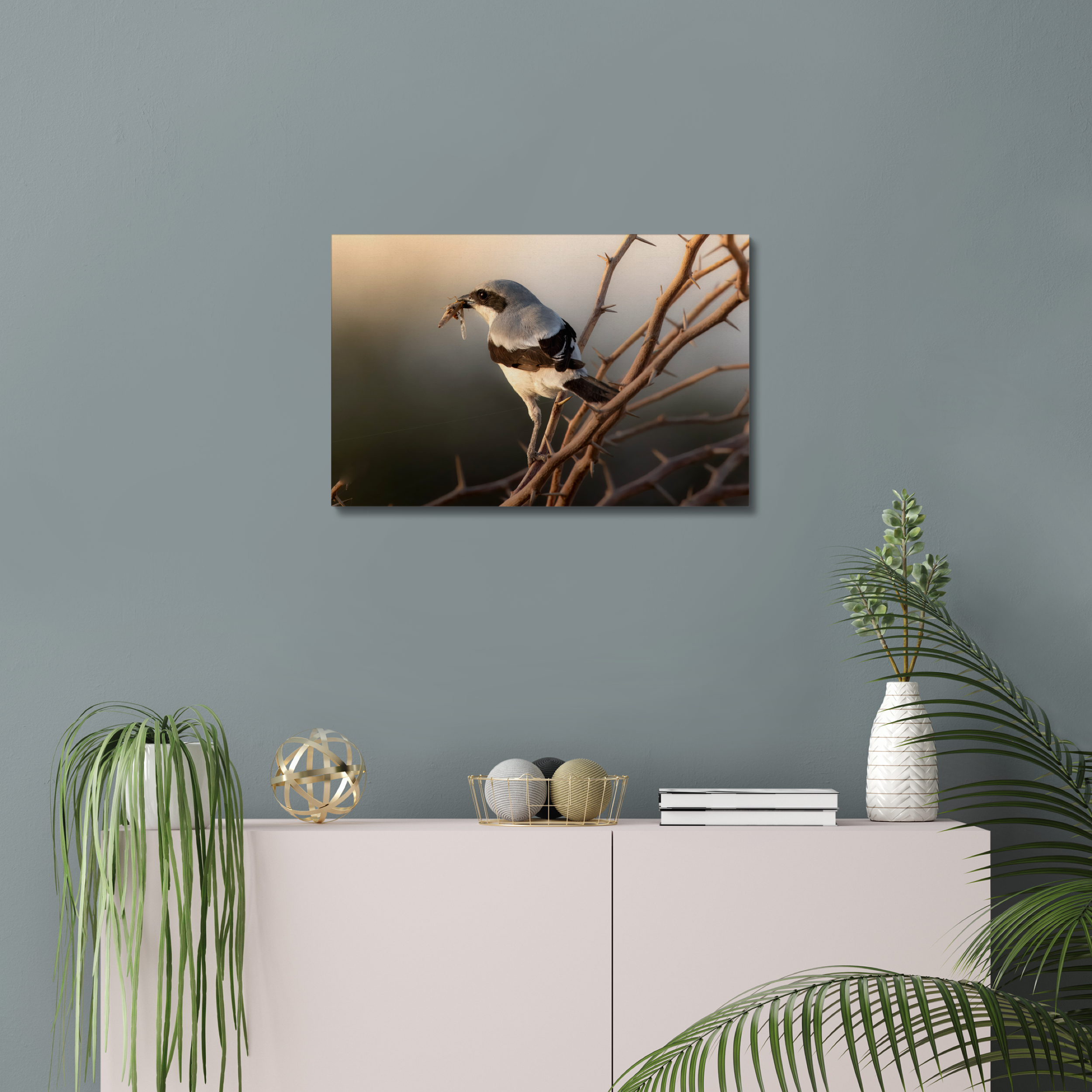 Shrike with Breakfast Canvas