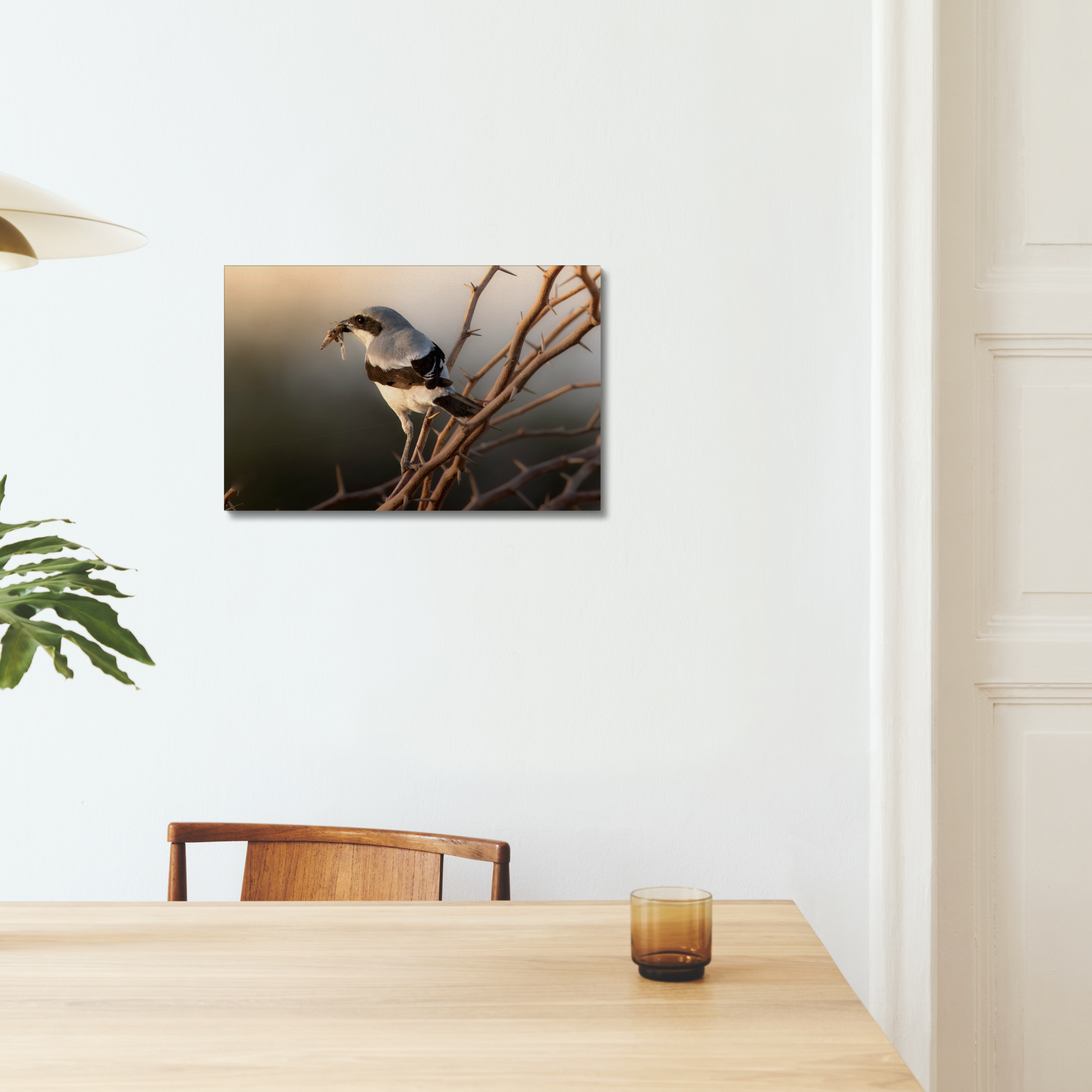 Shrike with Breakfast Canvas