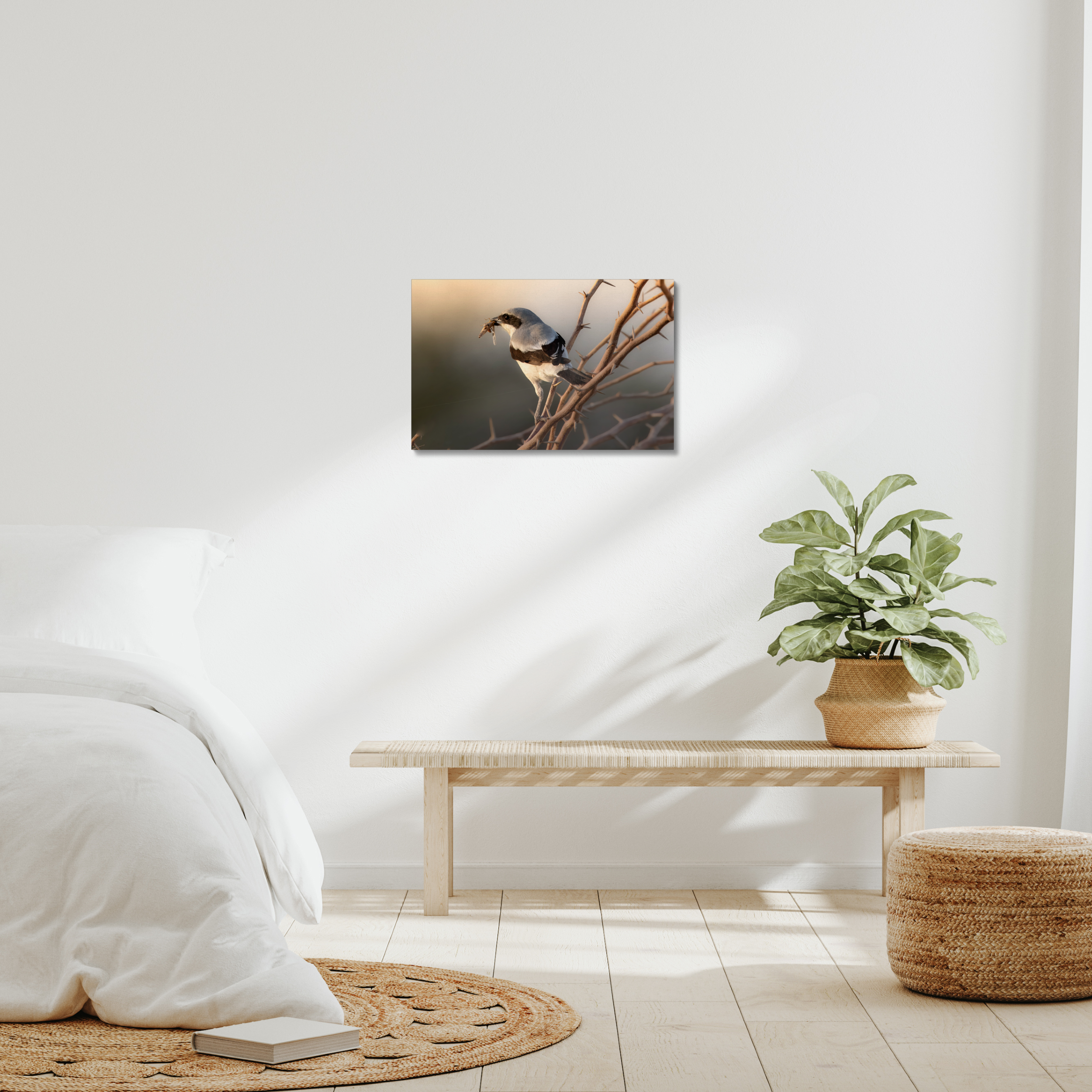 Shrike with Breakfast Canvas