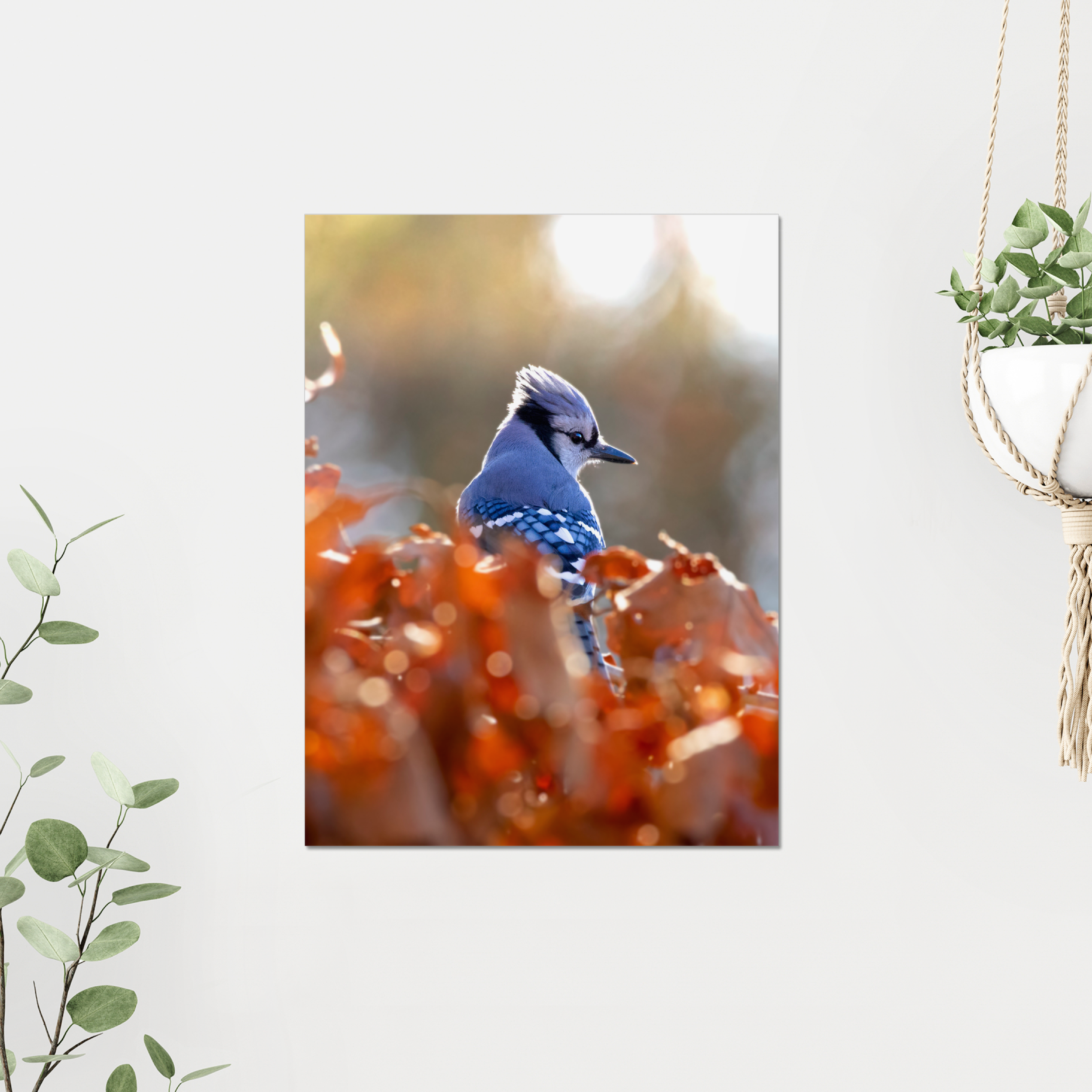 Blue Jay Photo Print