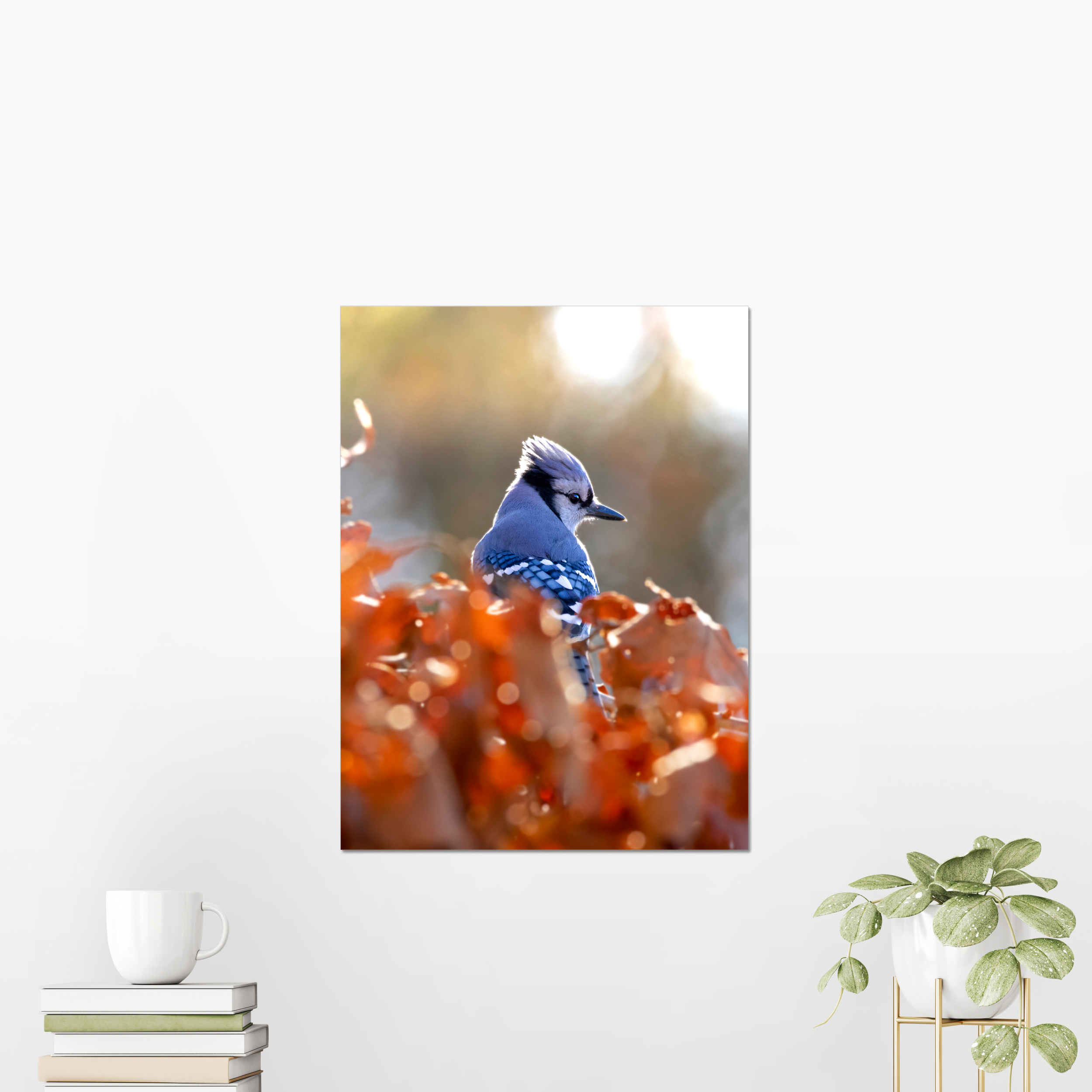 Blue Jay Photo Print