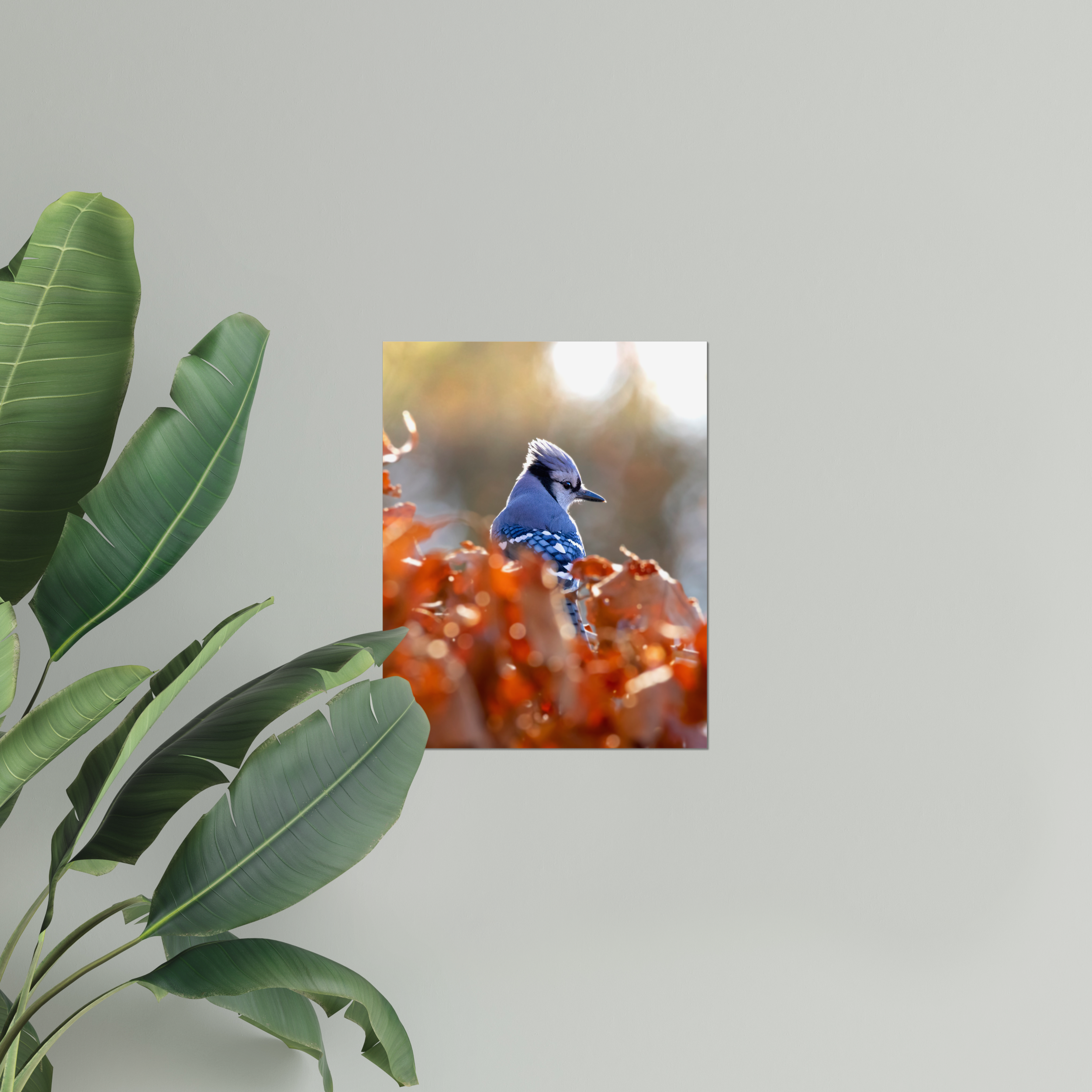 Blue Jay Photo Print