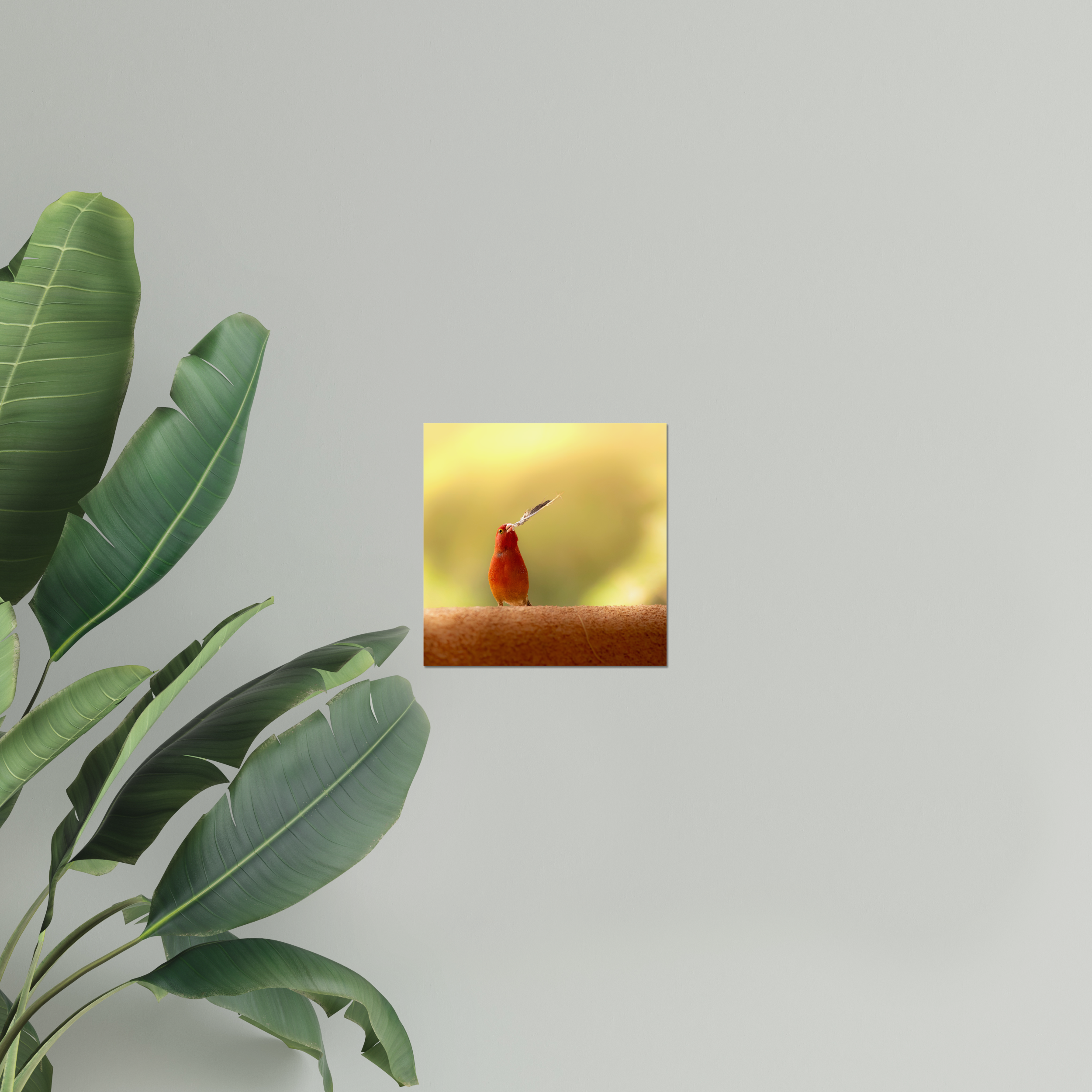 Firefinch Courting Photo Print