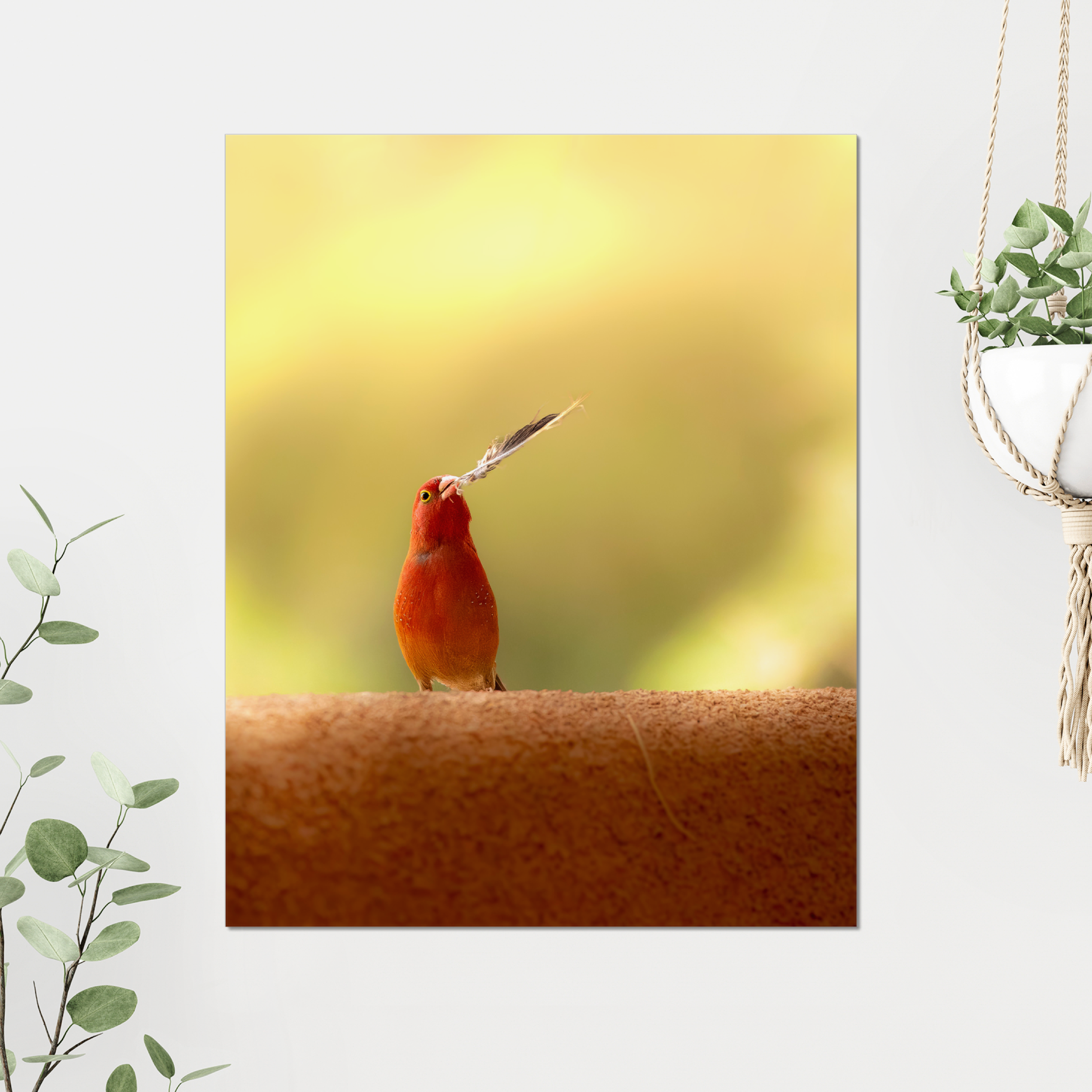 Firefinch Courting Photo Print