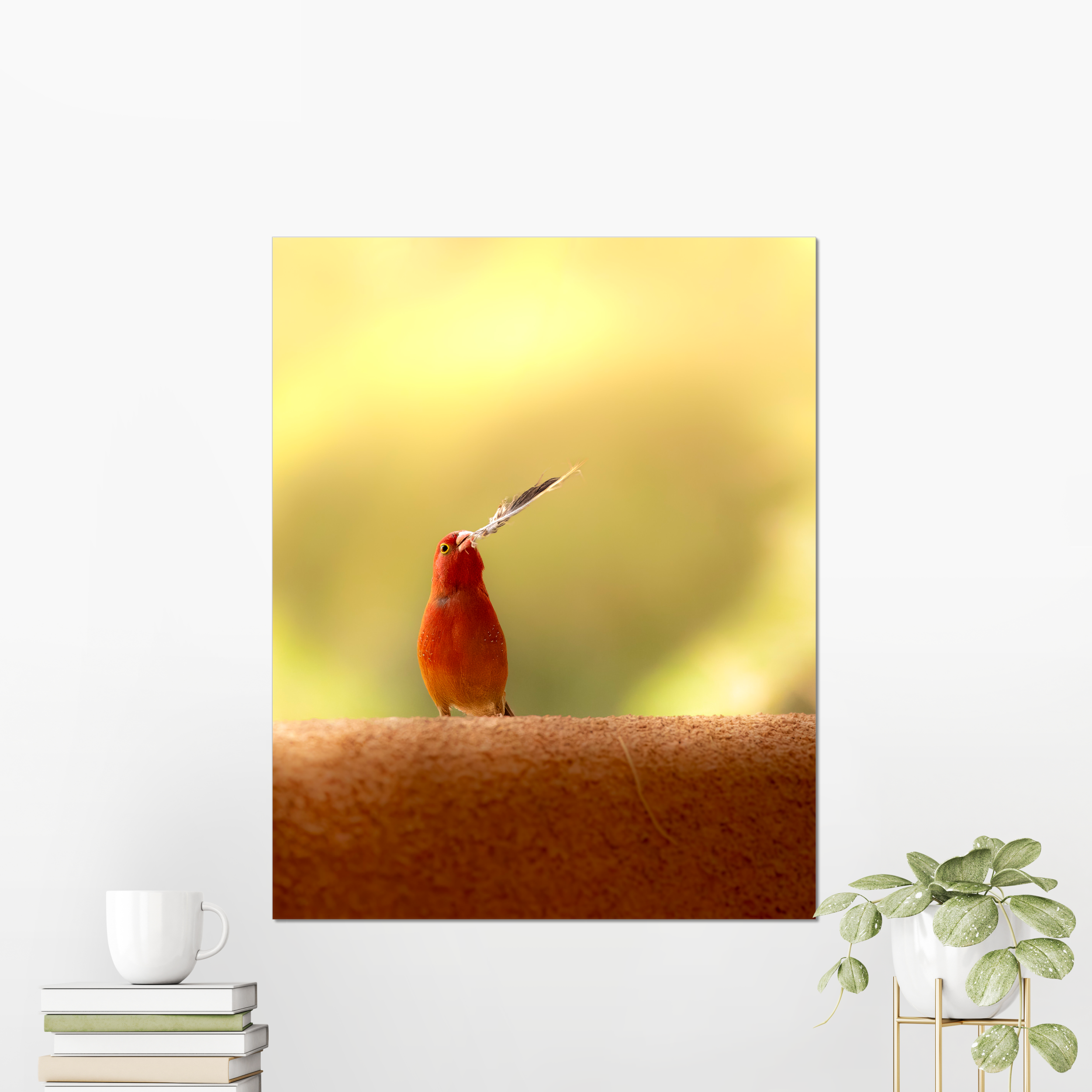 Firefinch Courting Photo Print