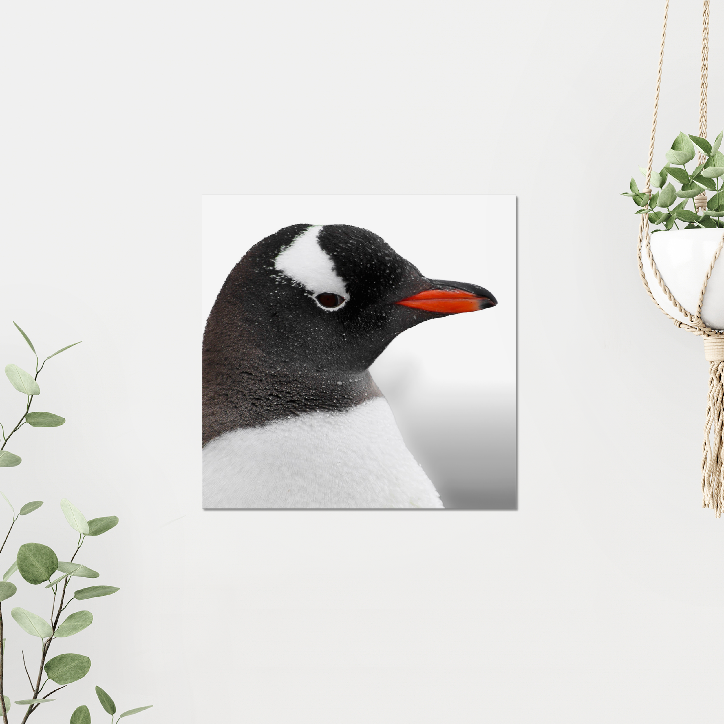 Gentoo Penguin Photo Print