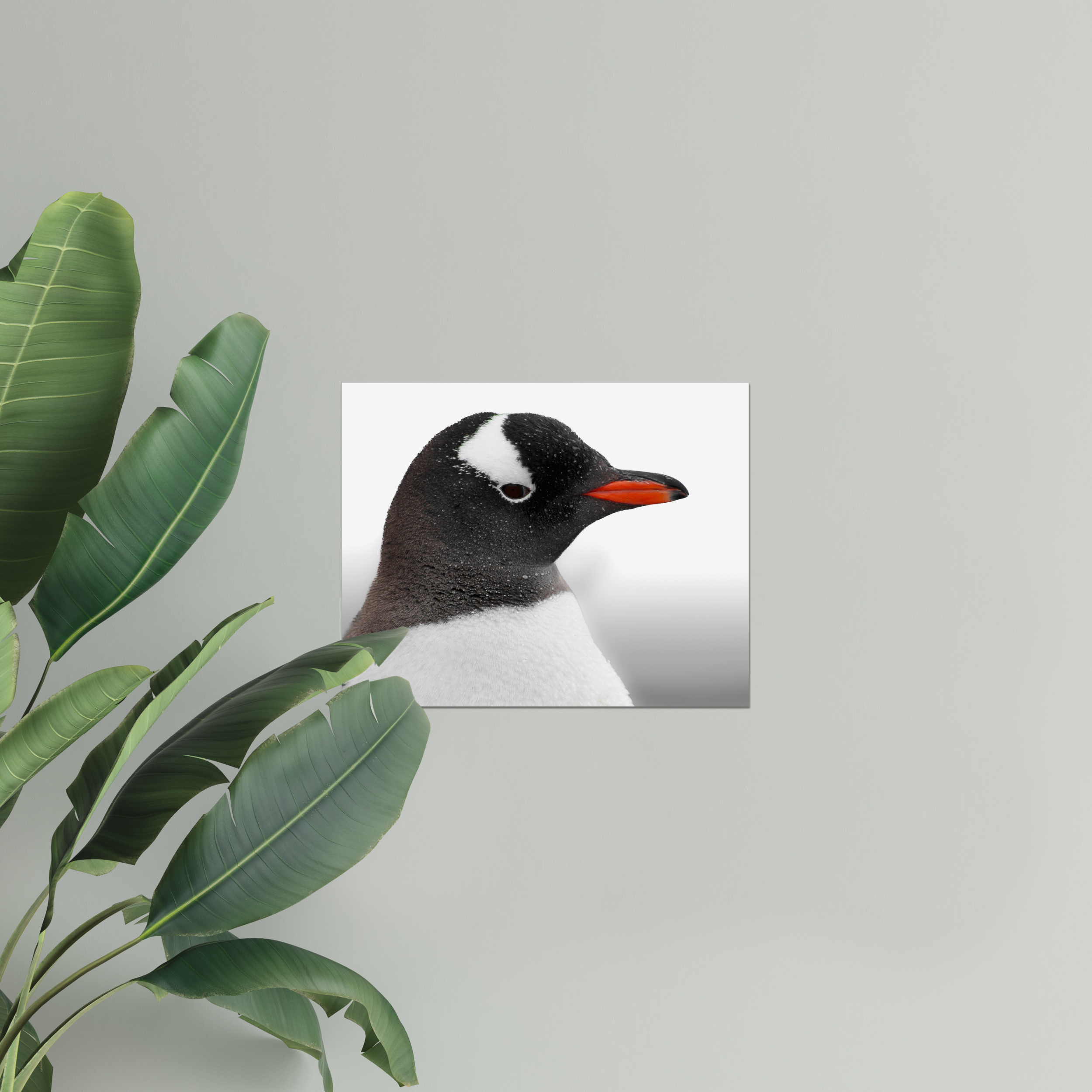 Gentoo Penguin Photo Print