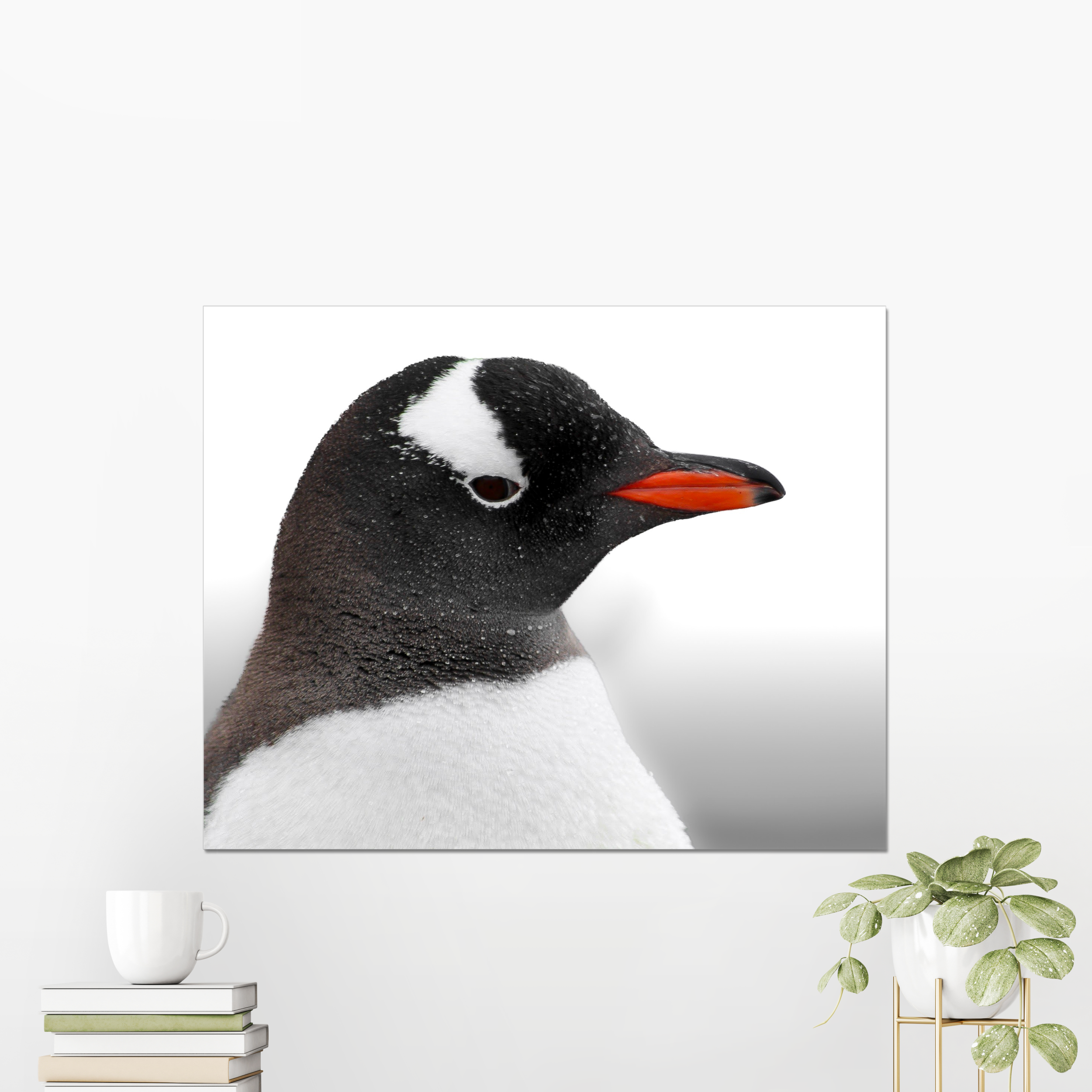 Gentoo Penguin Photo Print