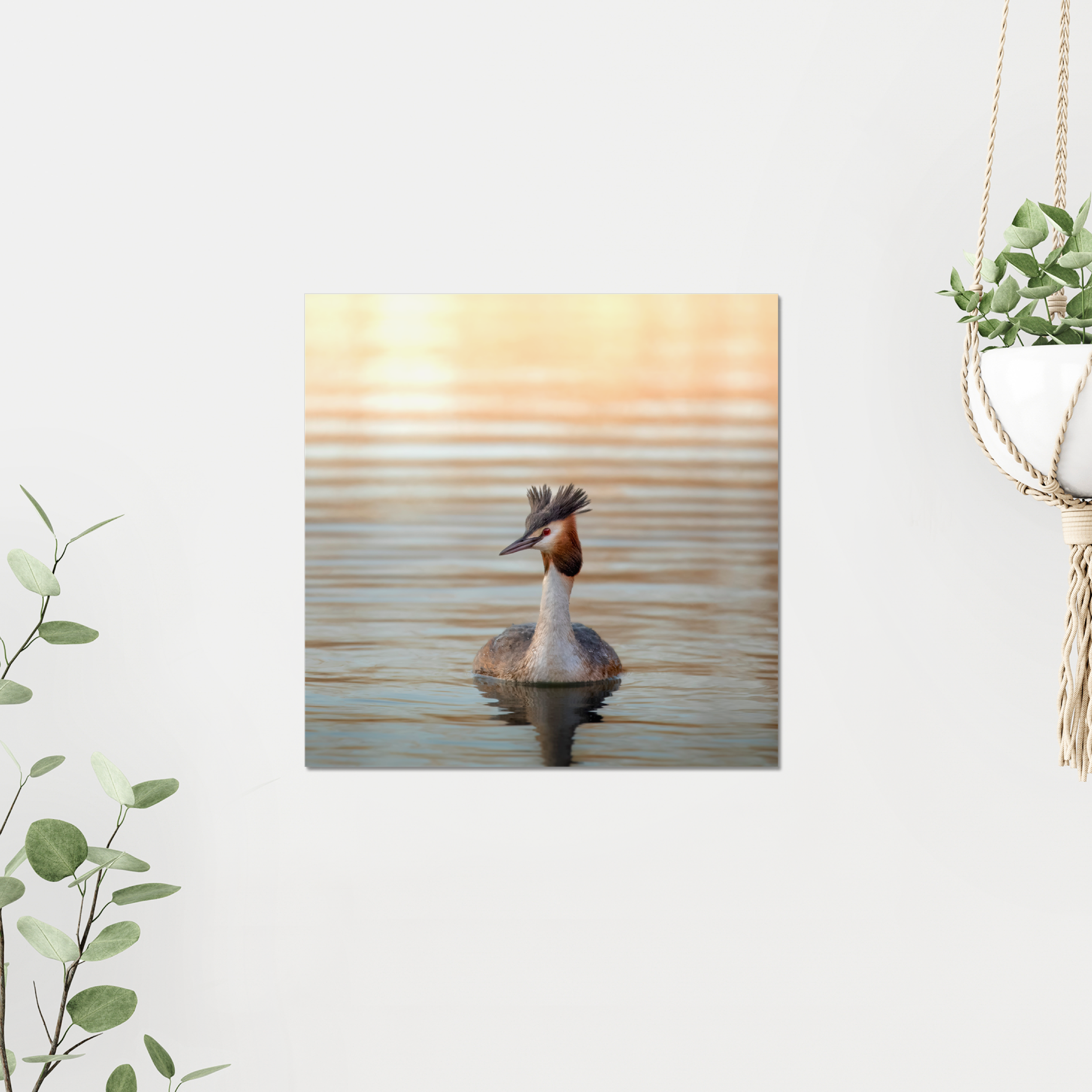 Grebe Photo Print