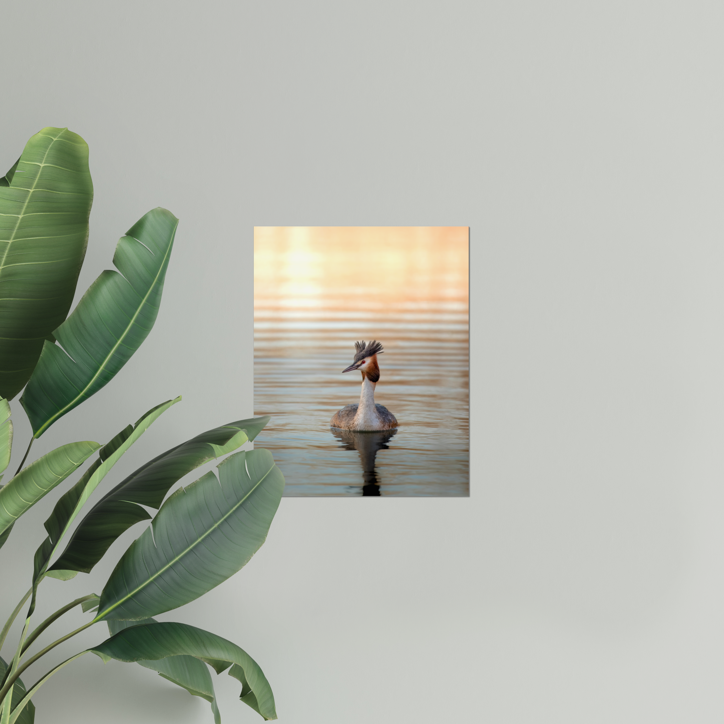 Grebe Photo Print