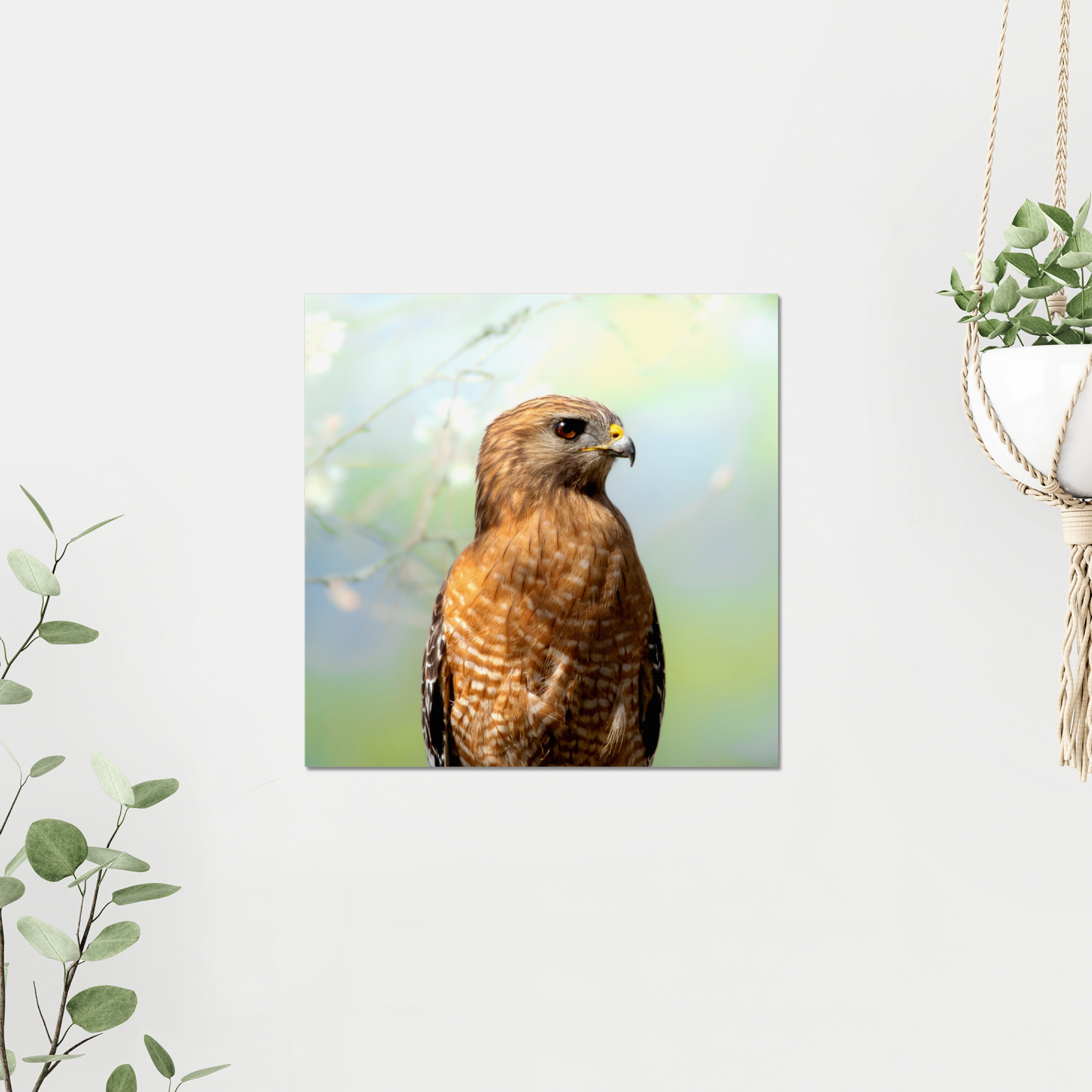 Hawk Photo Print