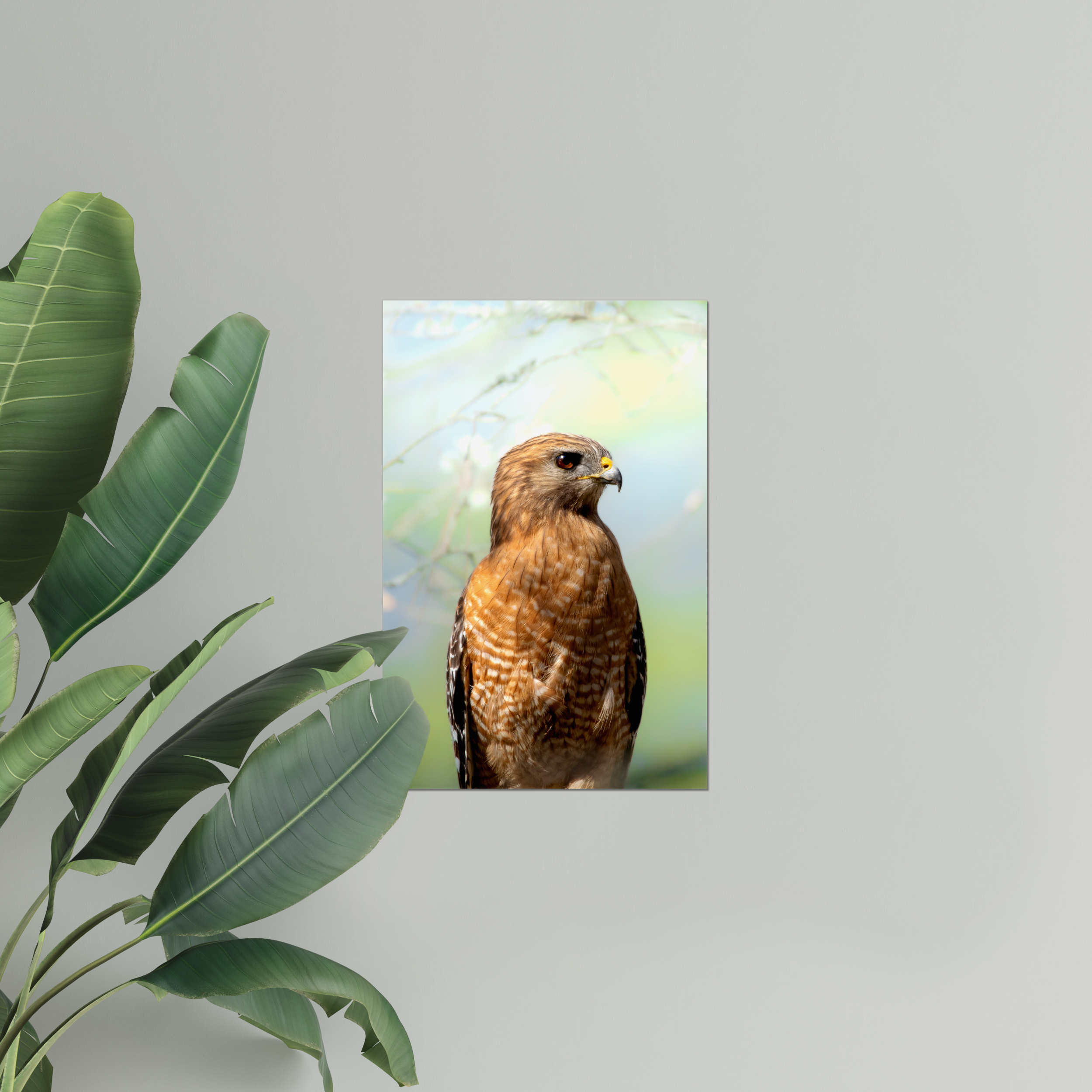 Hawk Photo Print