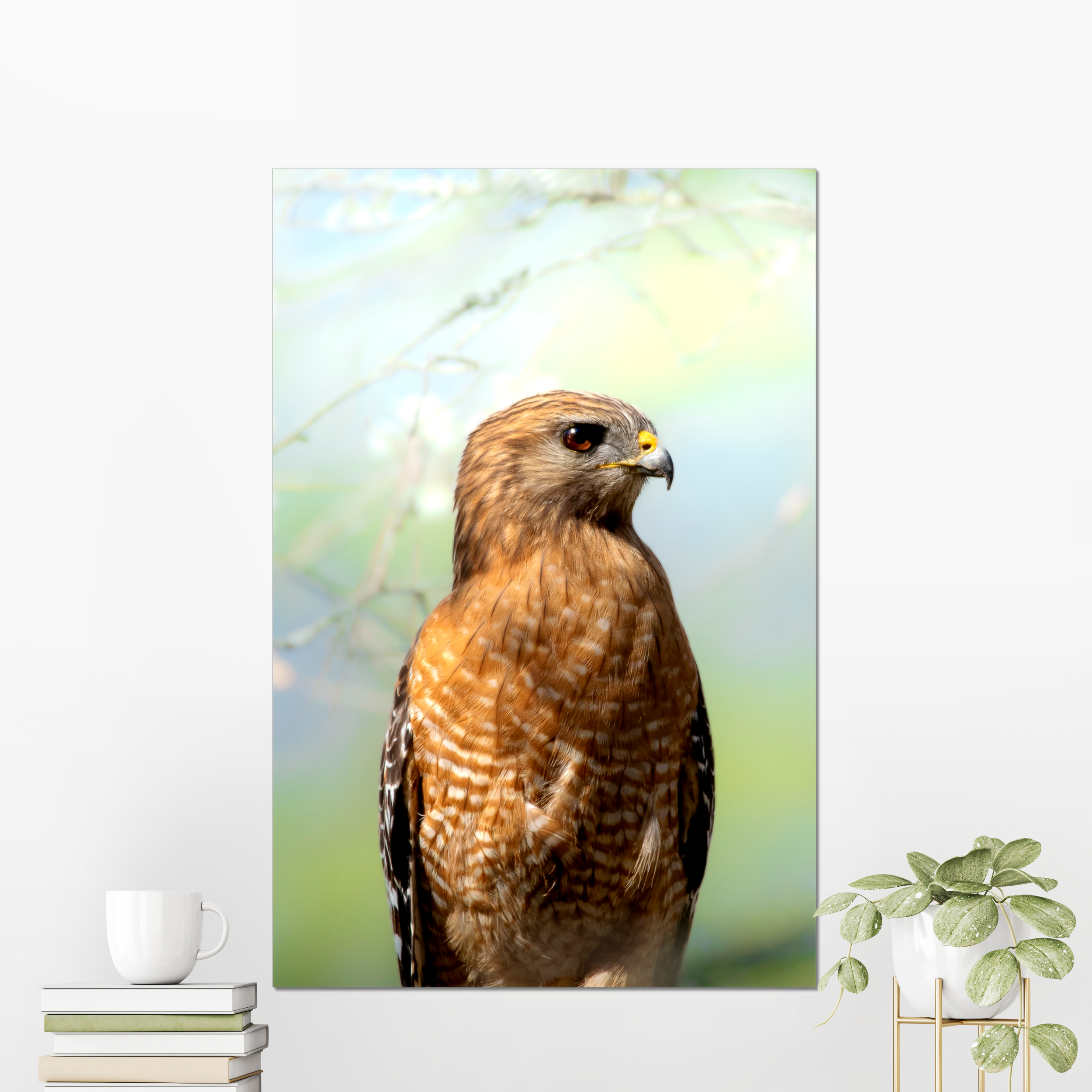 Hawk Photo Print
