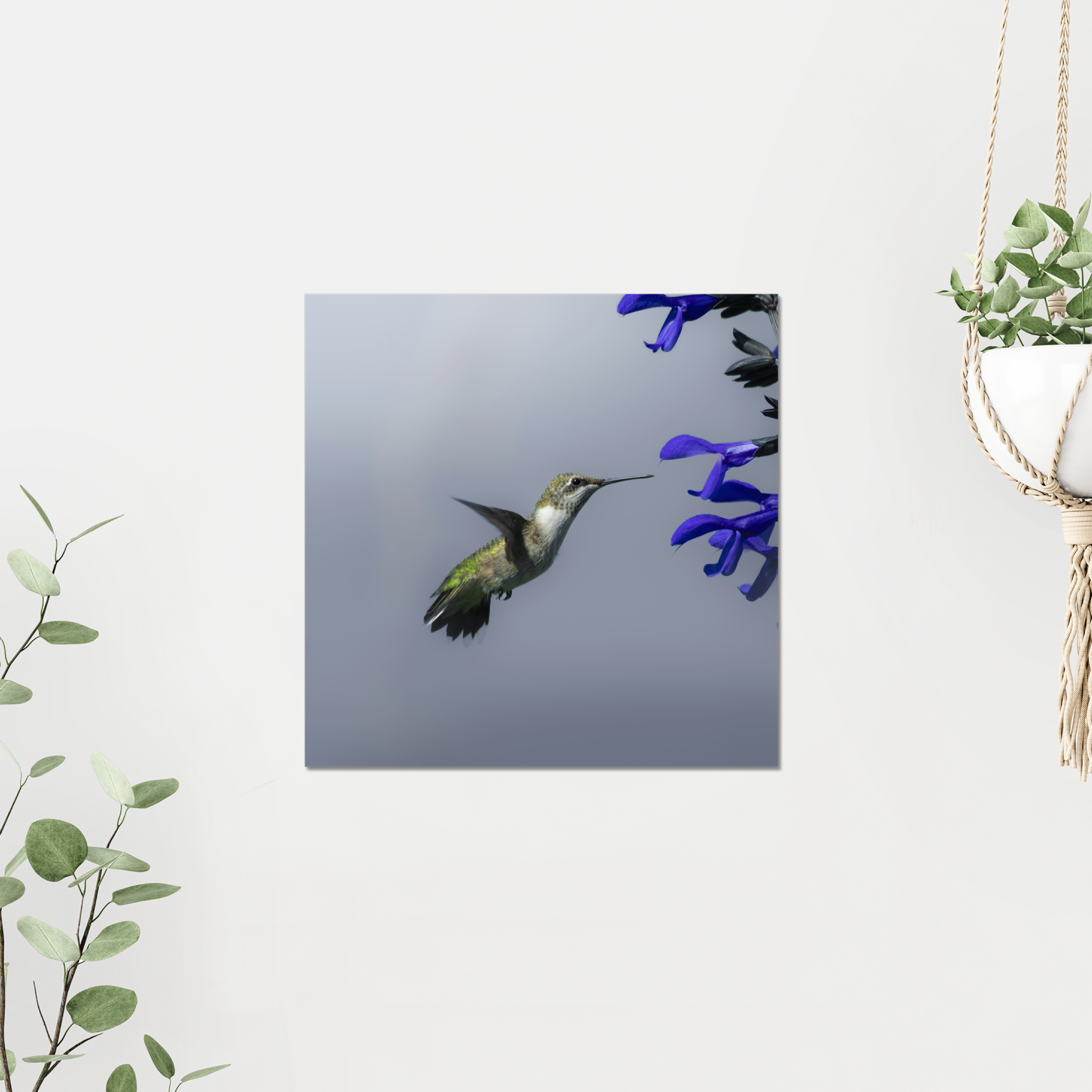 Hummingbird Photo Print