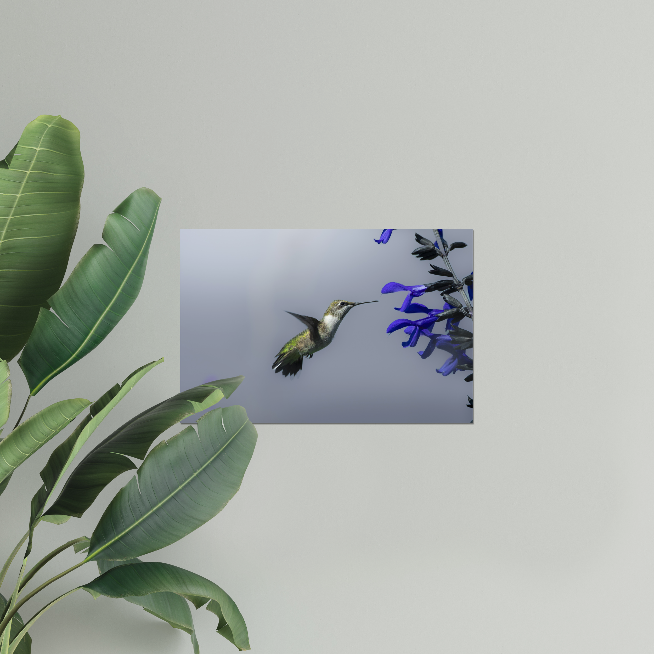 Hummingbird Photo Print