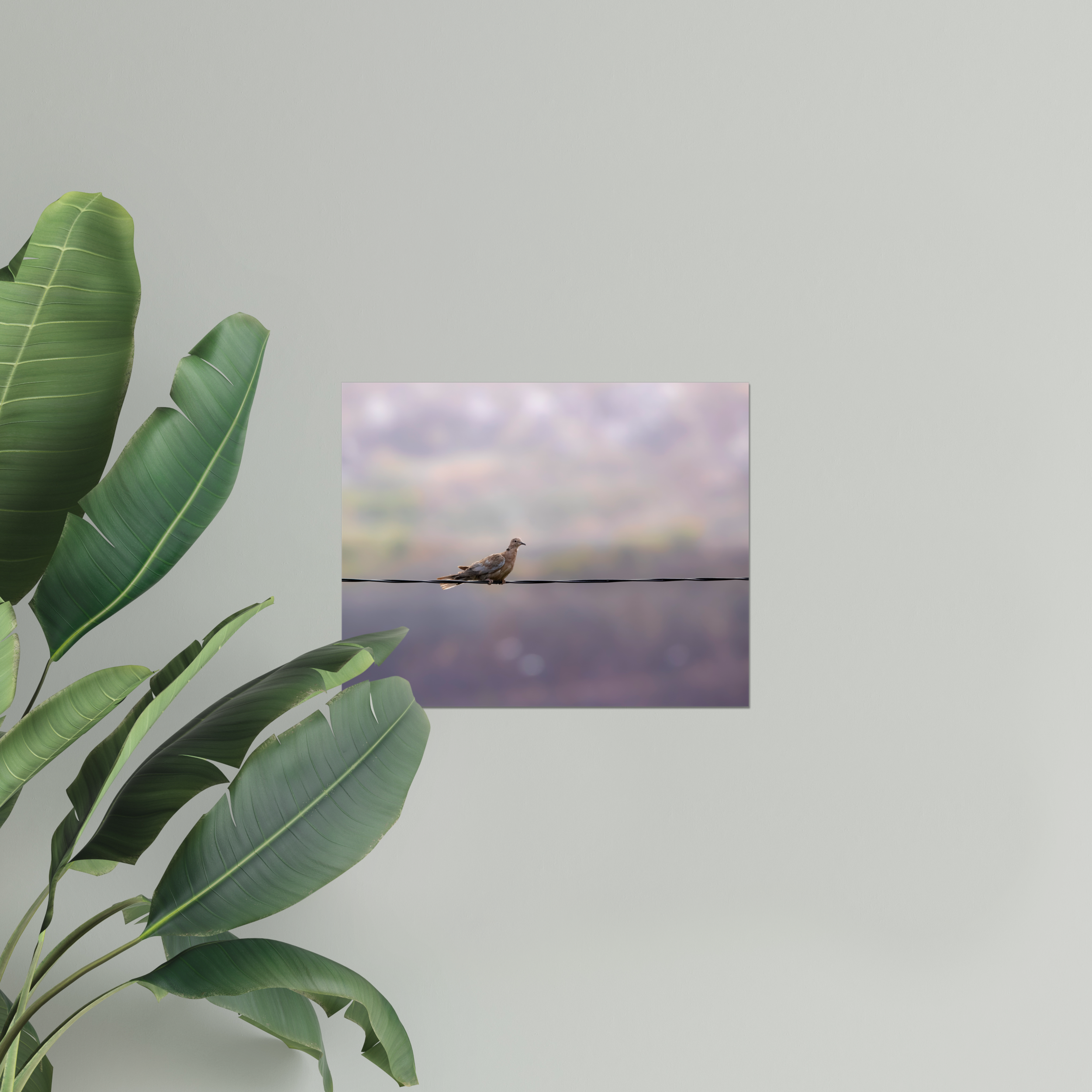 Dove on a Wire Photo Print
