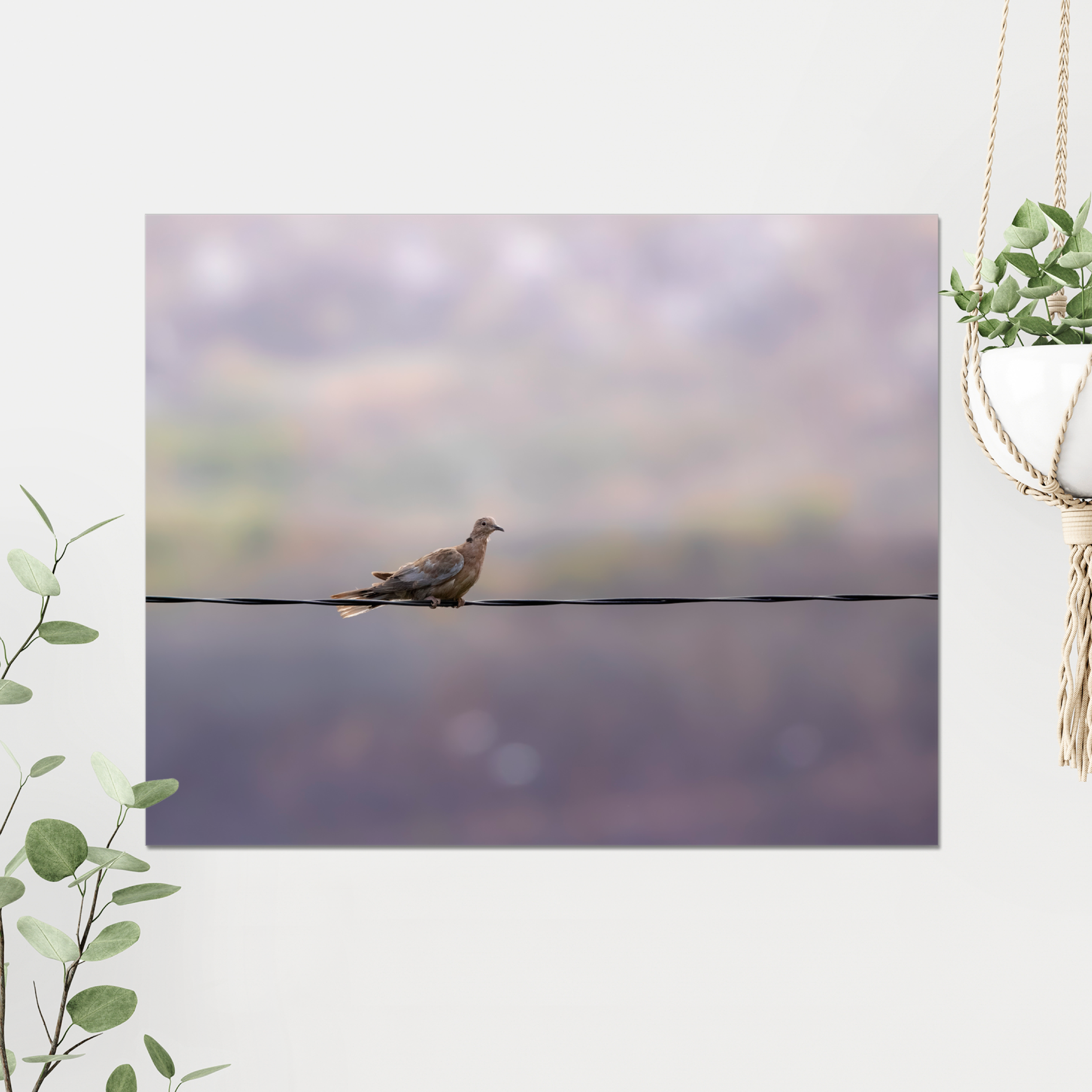 Dove on a Wire Photo Print