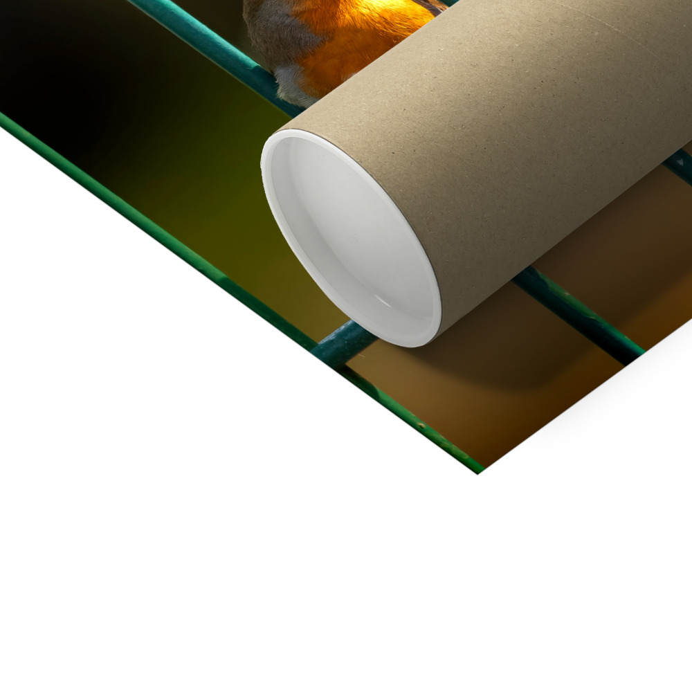 Robins Courting Photo Print