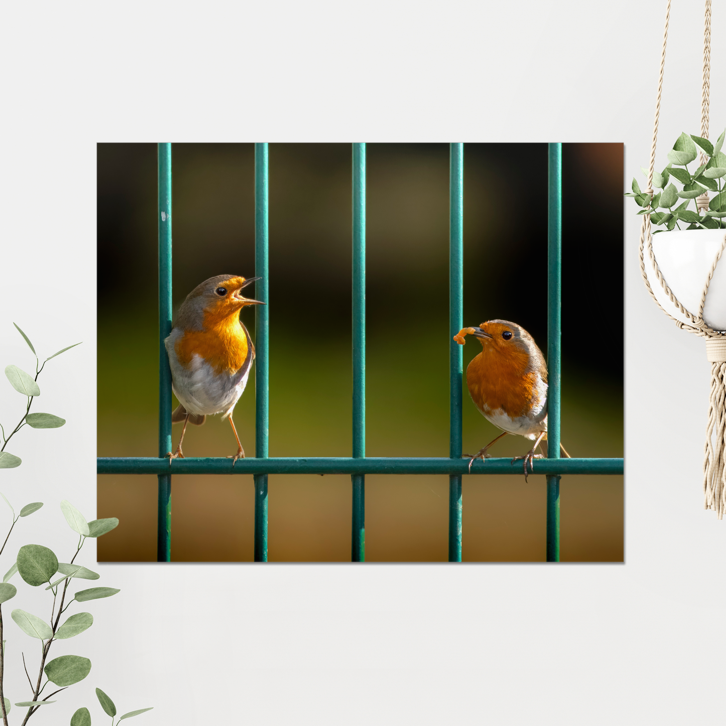 Robins Courting Photo Print