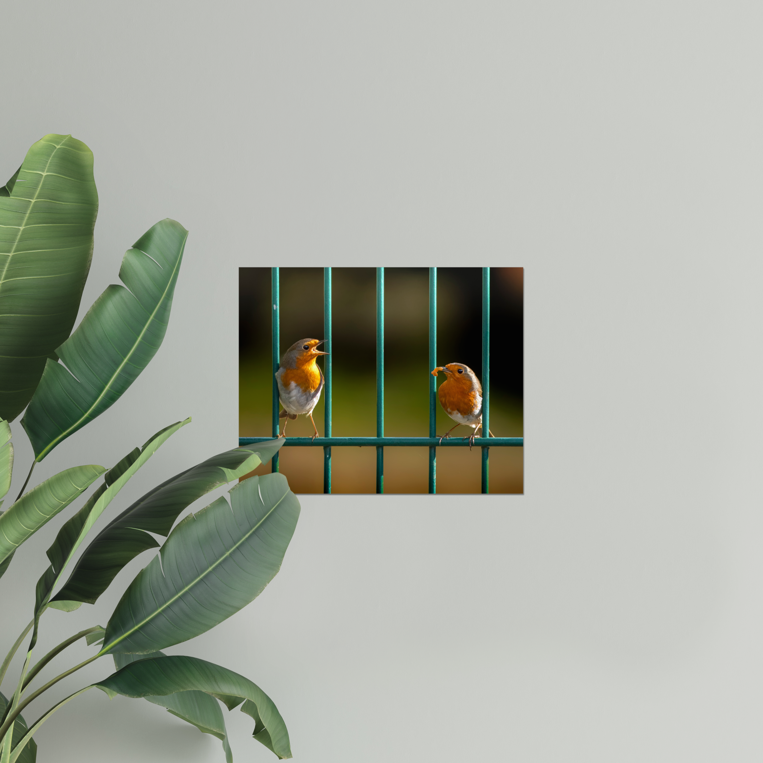 Robins Courting Photo Print