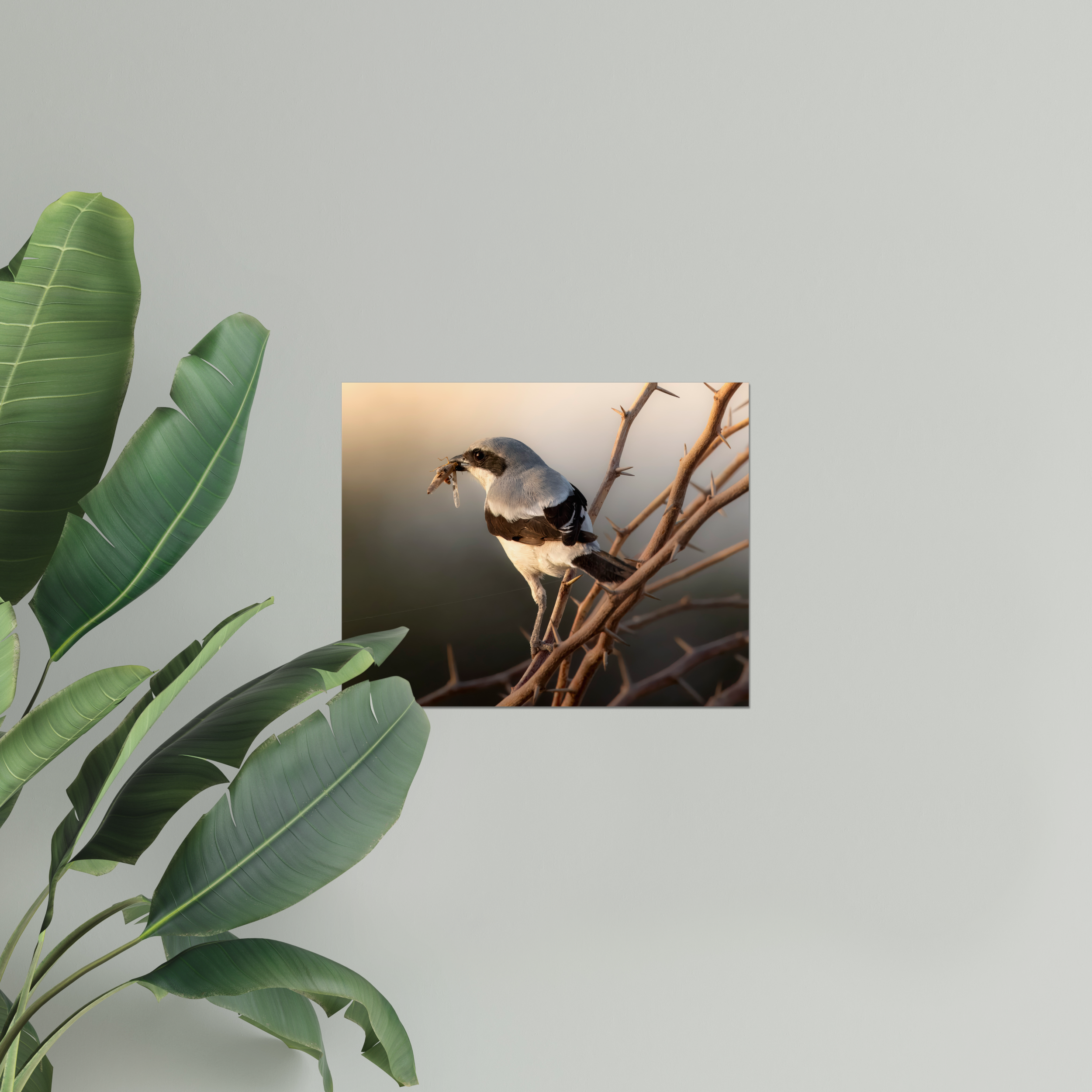 Shrike with Breakfast Photo Print