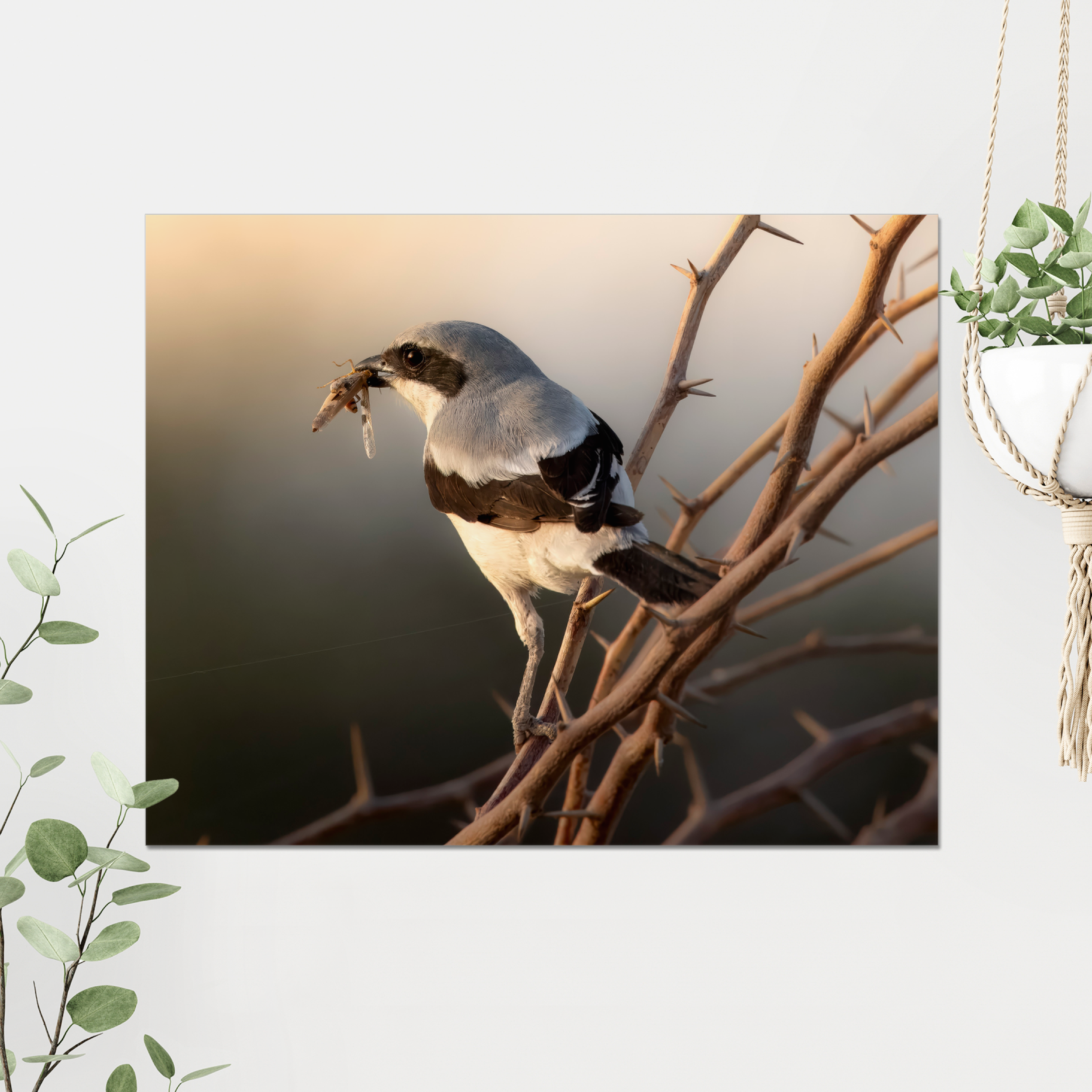 Shrike with Breakfast Photo Print