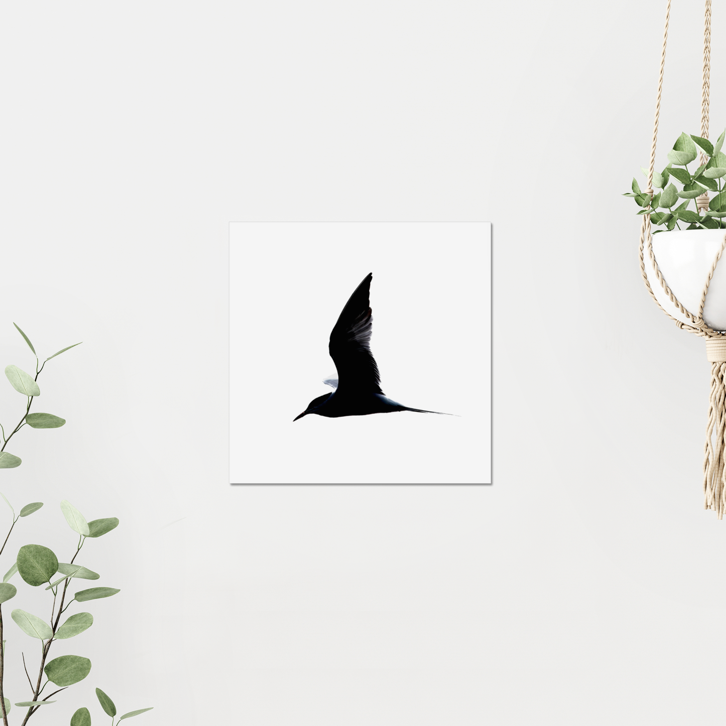 Tern Photo Print