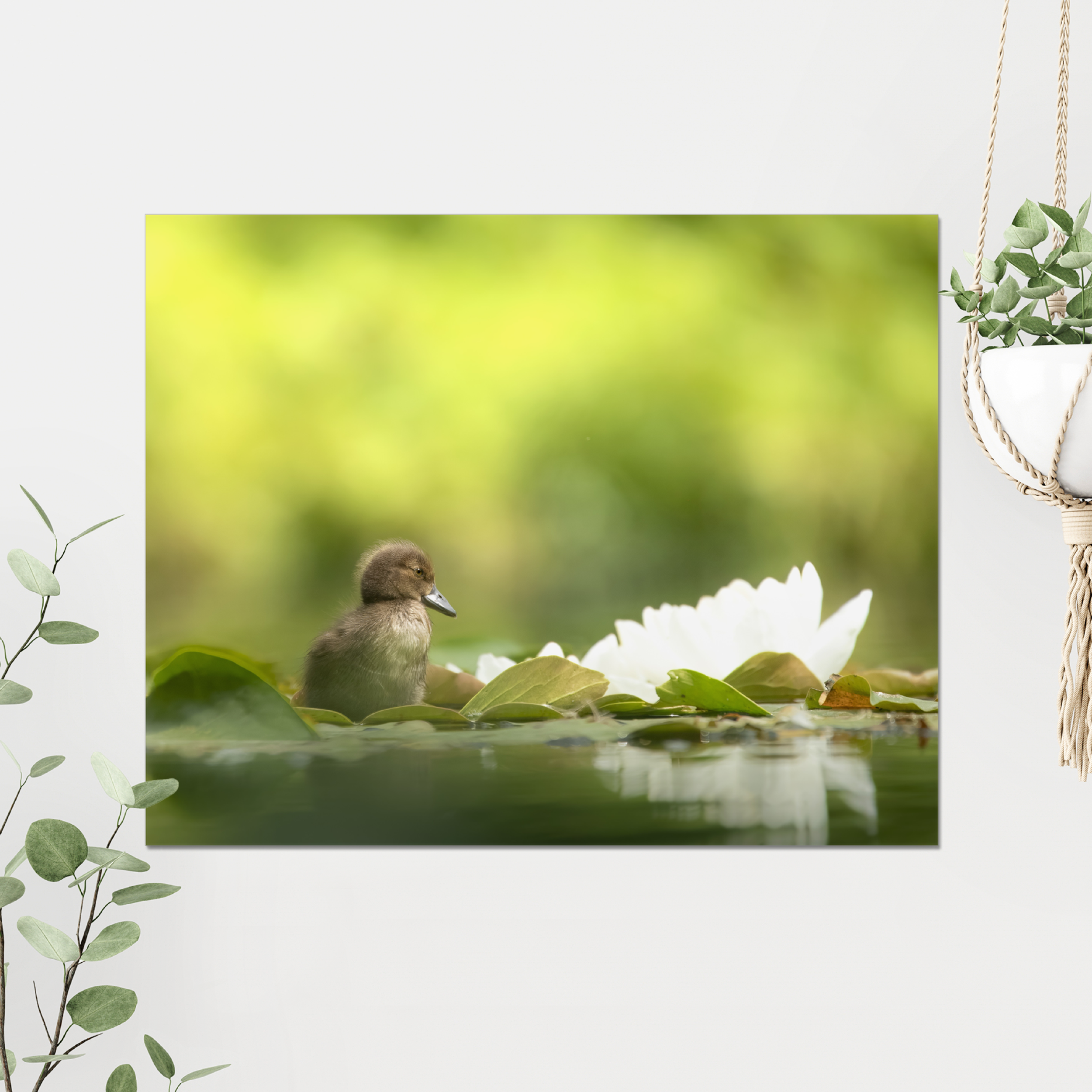 Tufted Duckling Photo Print