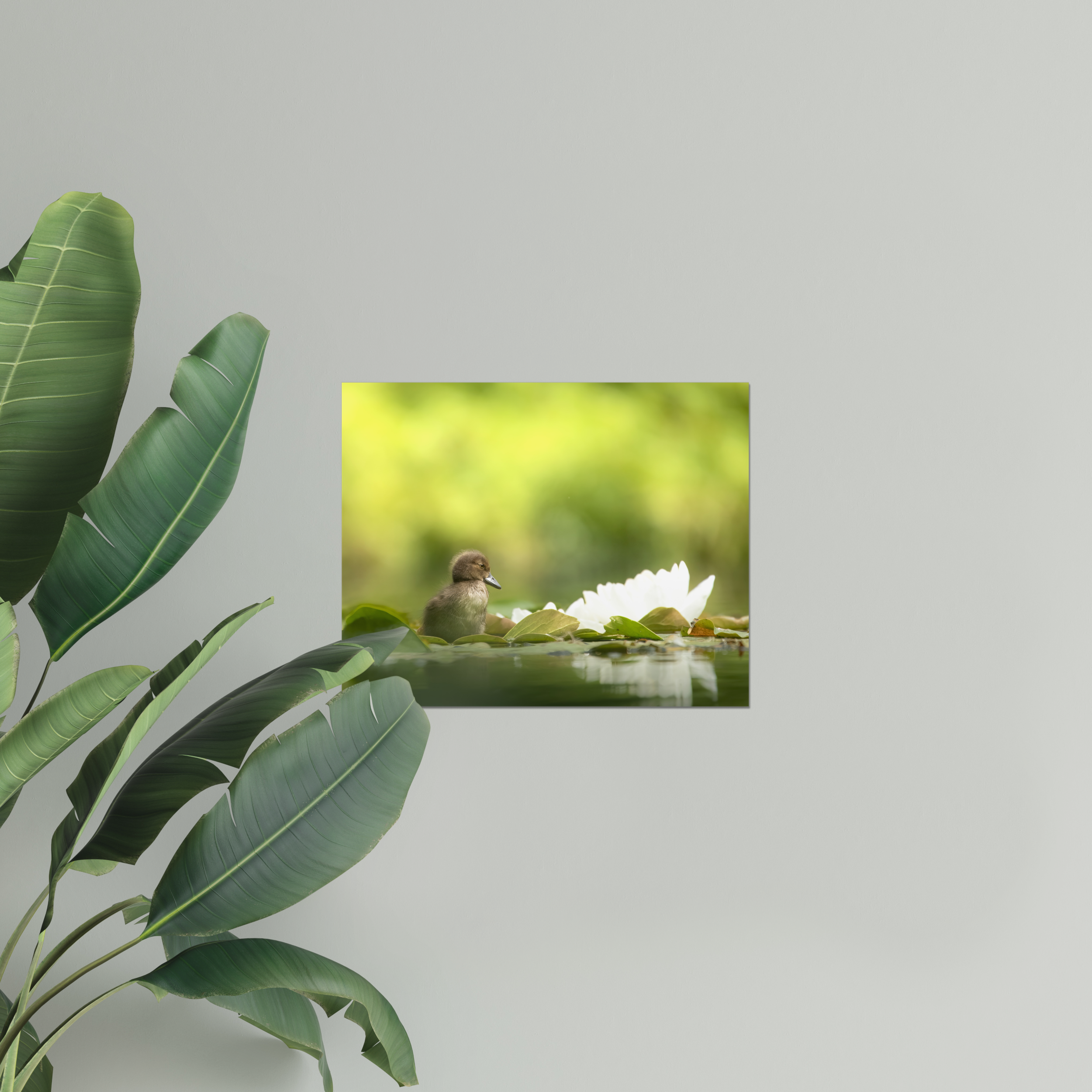 Tufted Duckling Photo Print