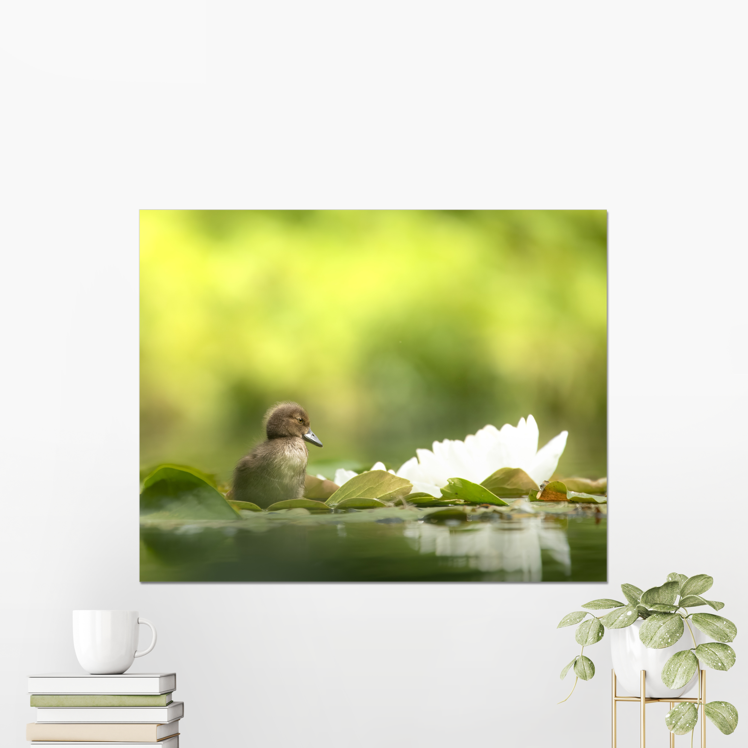 Tufted Duckling Photo Print