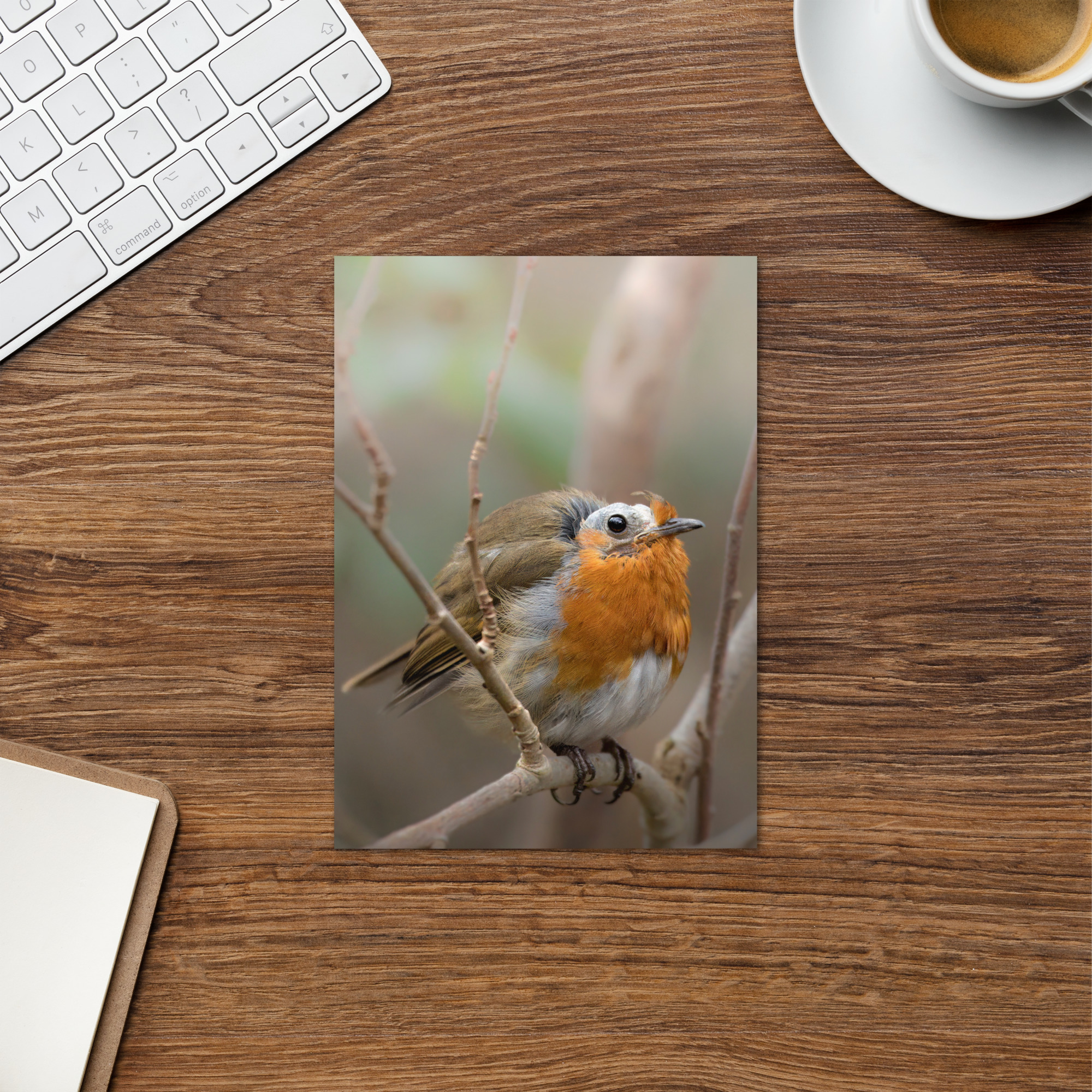 Molted Robin: Bad Hair Day Card