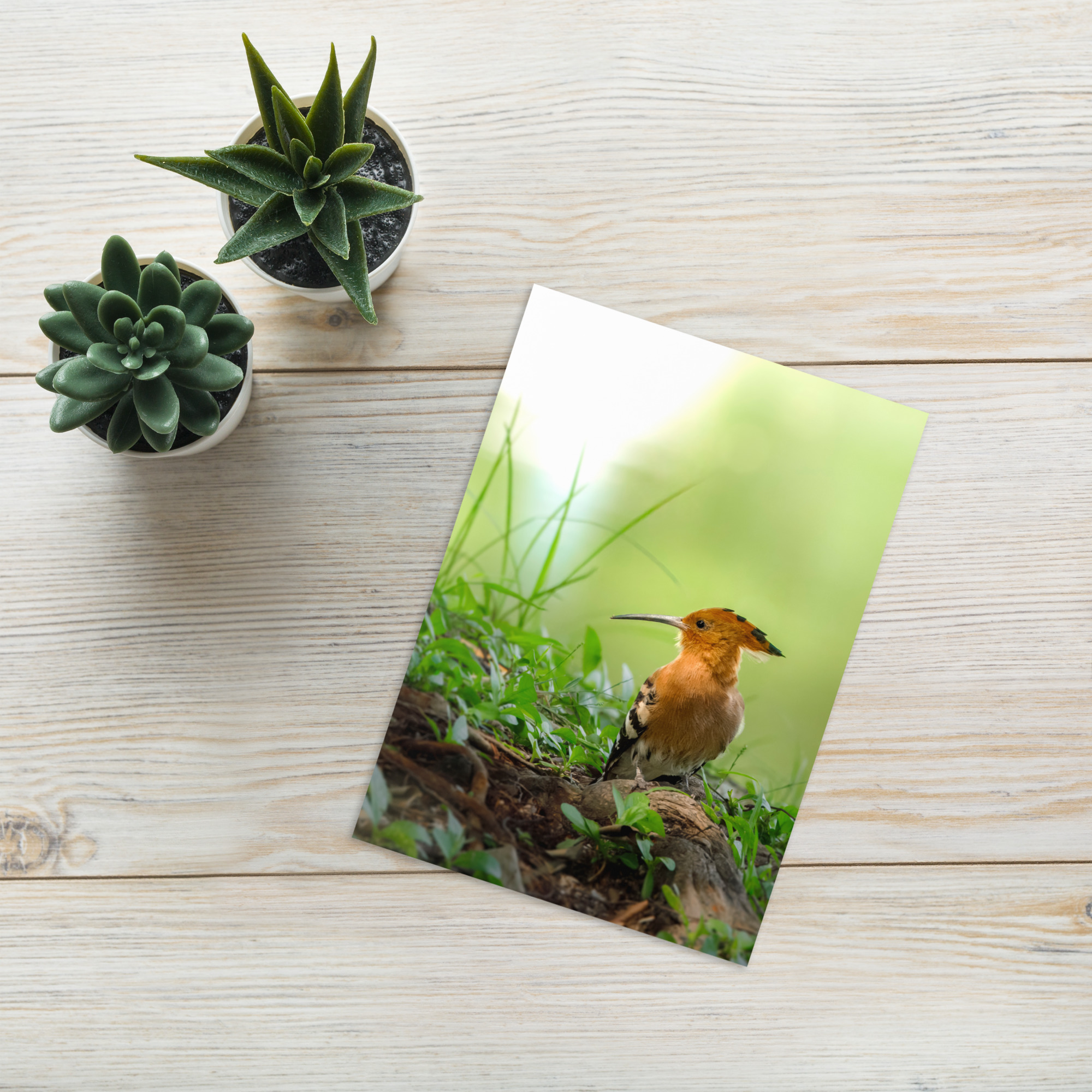 Hoopoe: I hoopoe you have a great day Card