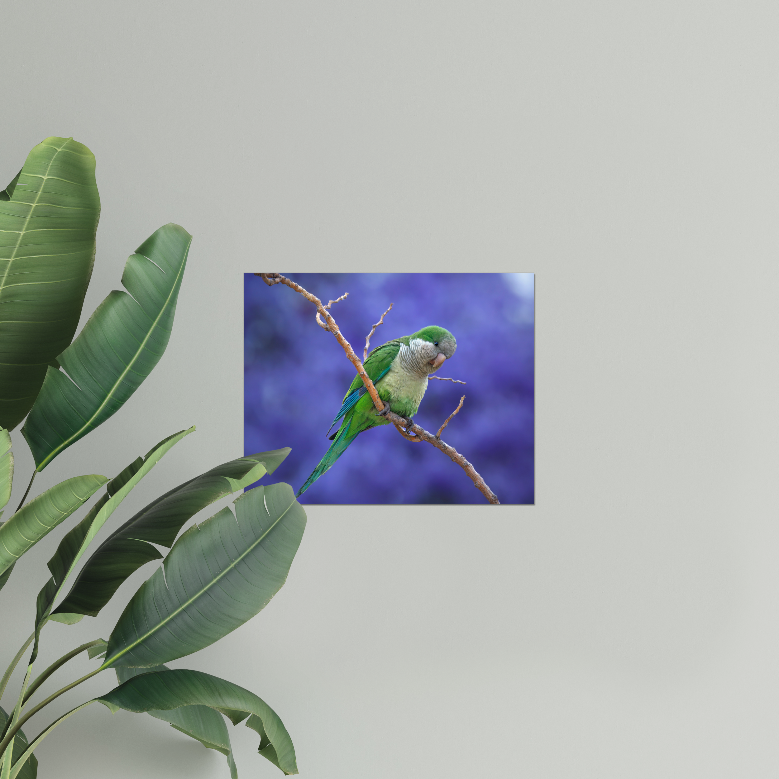 Parakeet Photo Print