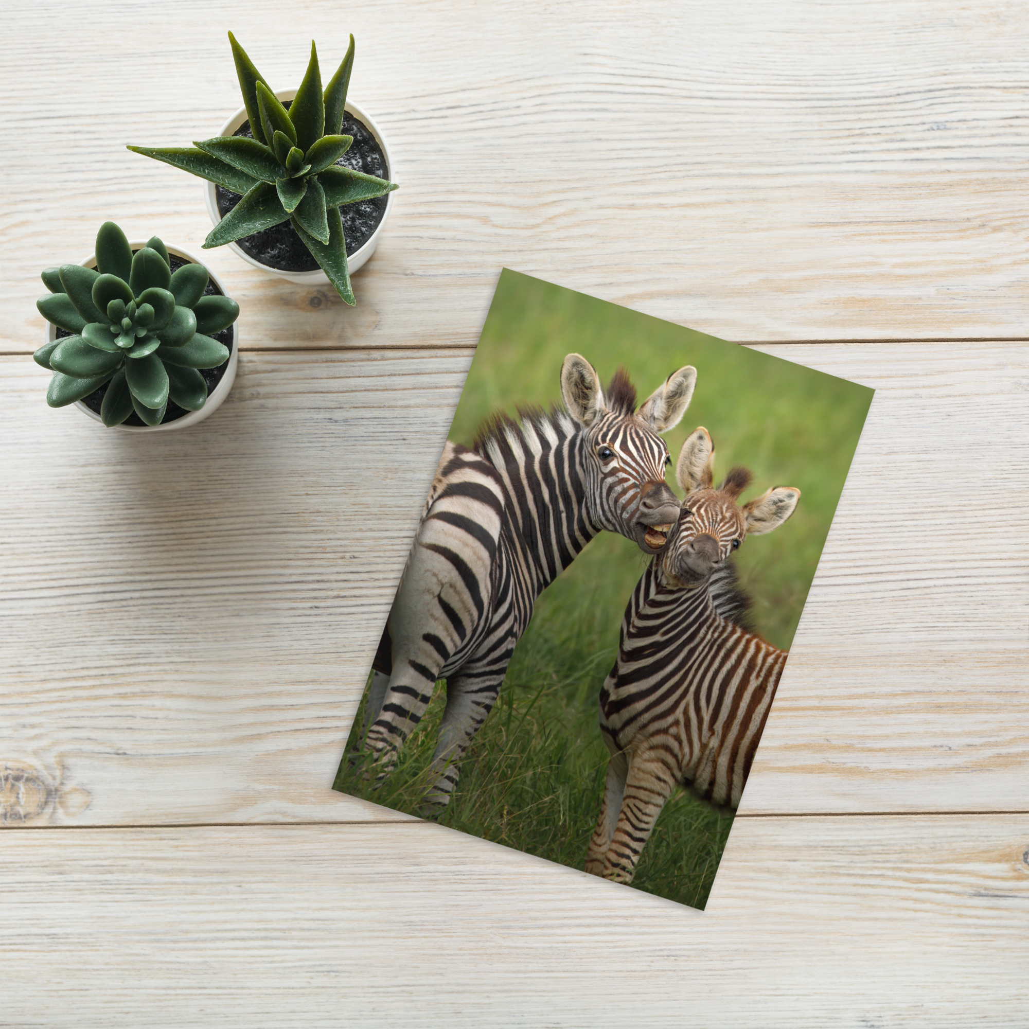 Zebra: Say Cheese