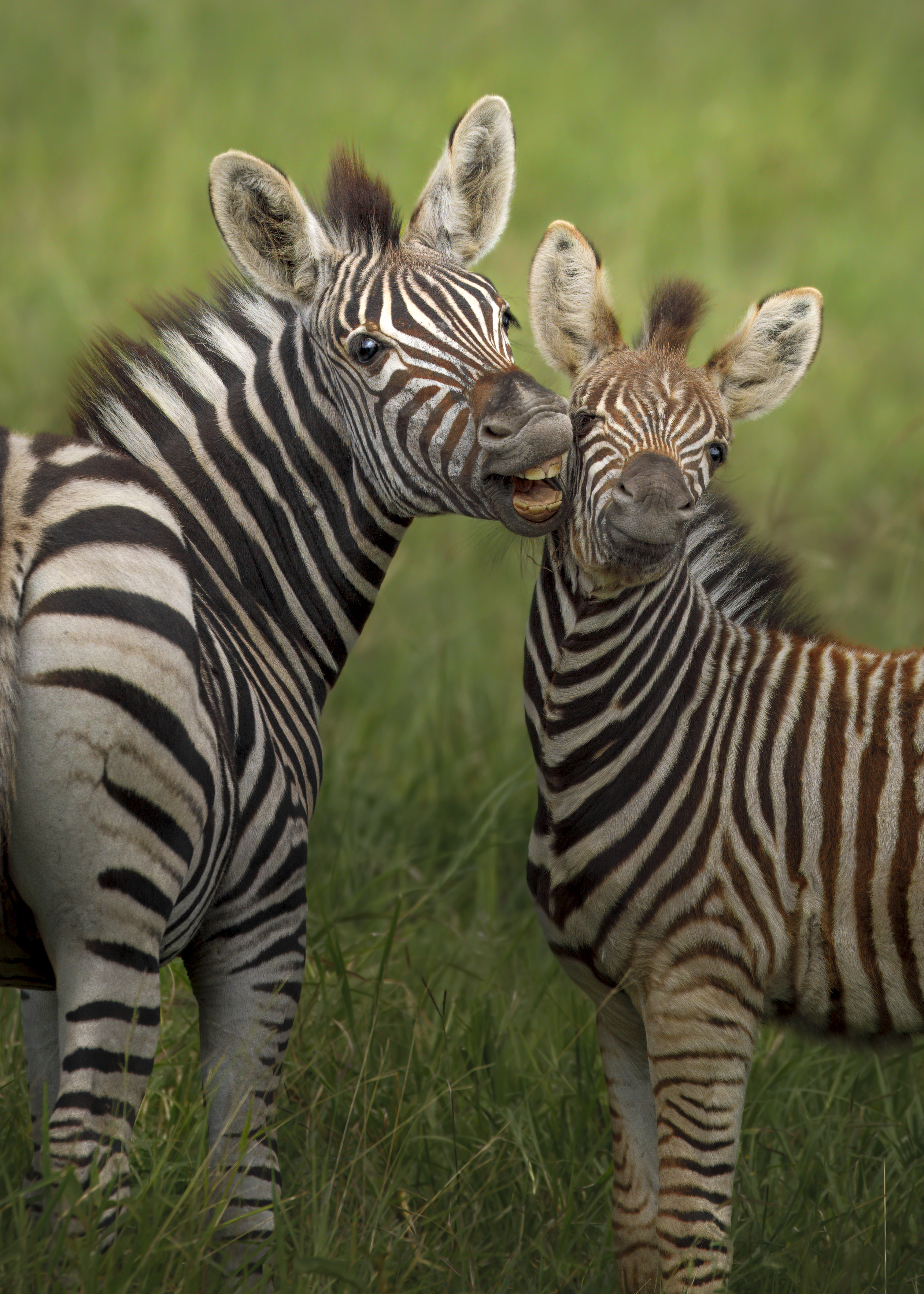 Zebra: Say Cheese