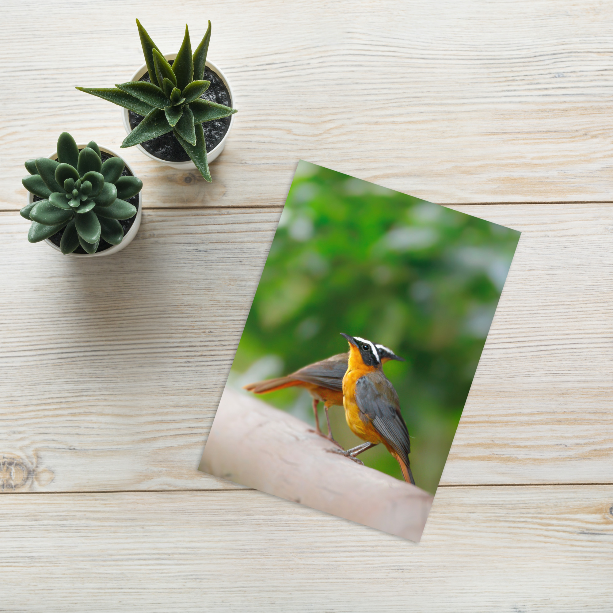 Robin-Chat: I love our chats