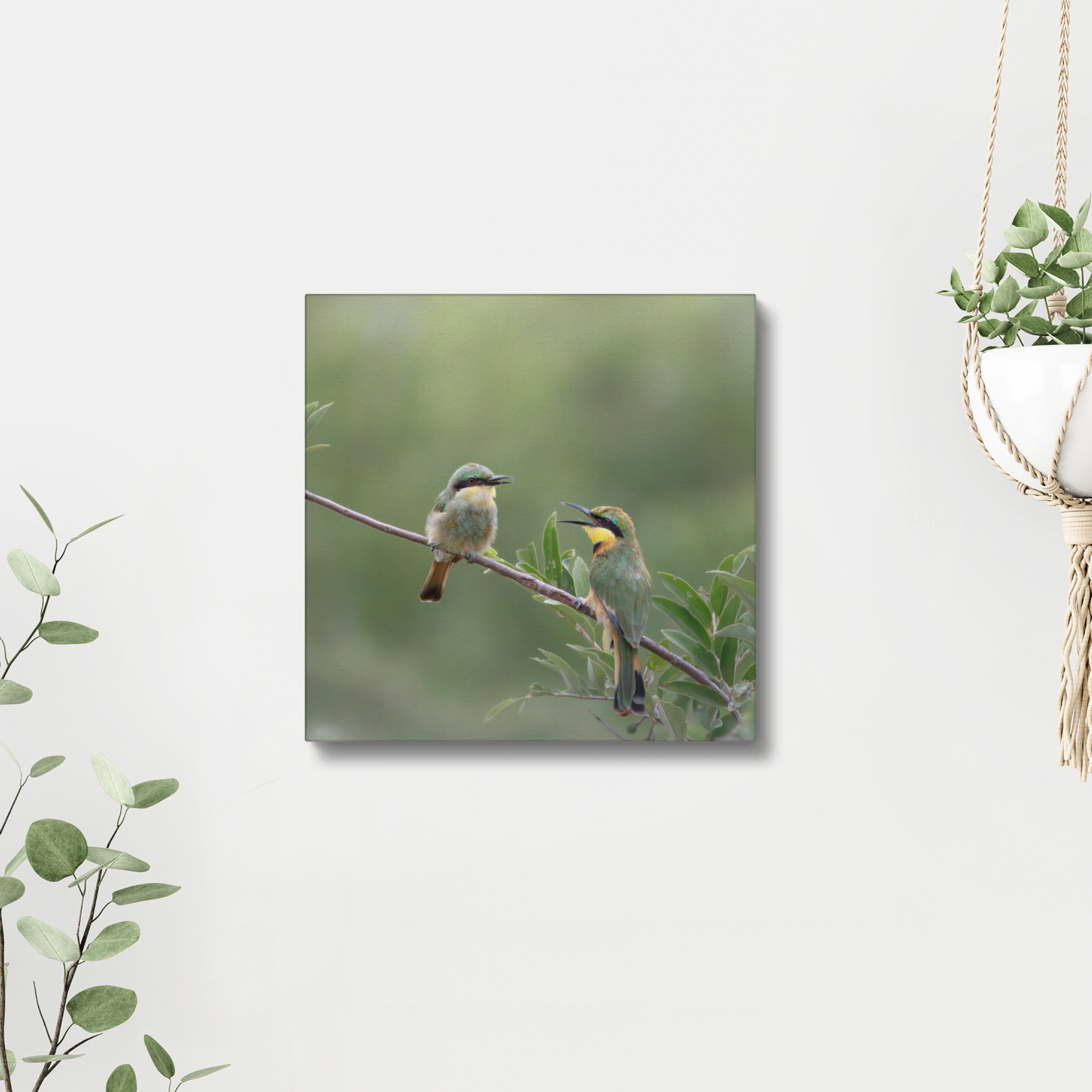 Little Bee-eater Canvas