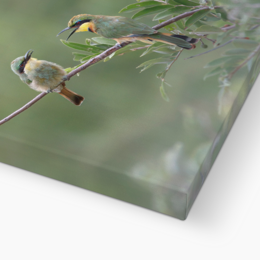 Little Bee-eater Canvas