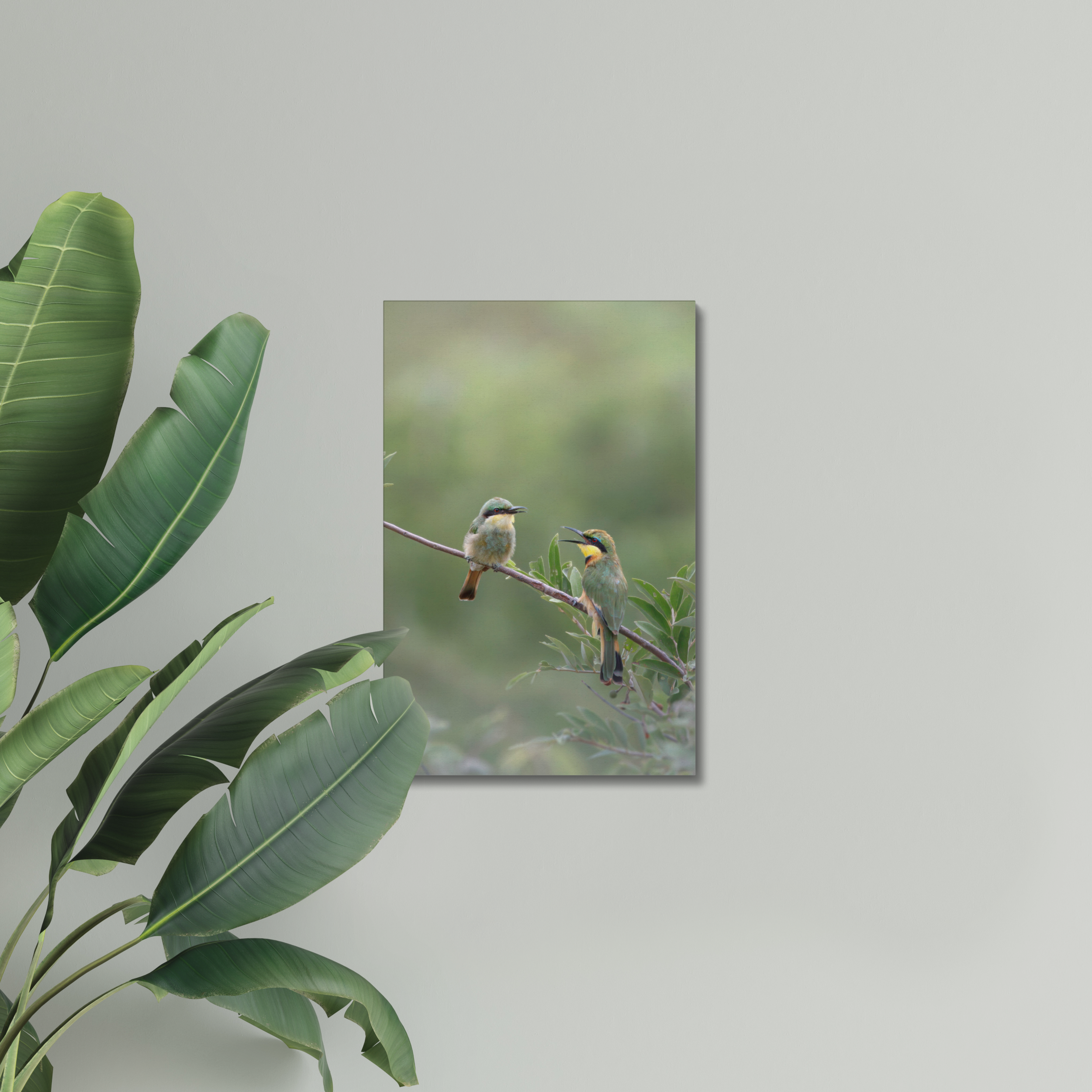 Little Bee-eater Canvas