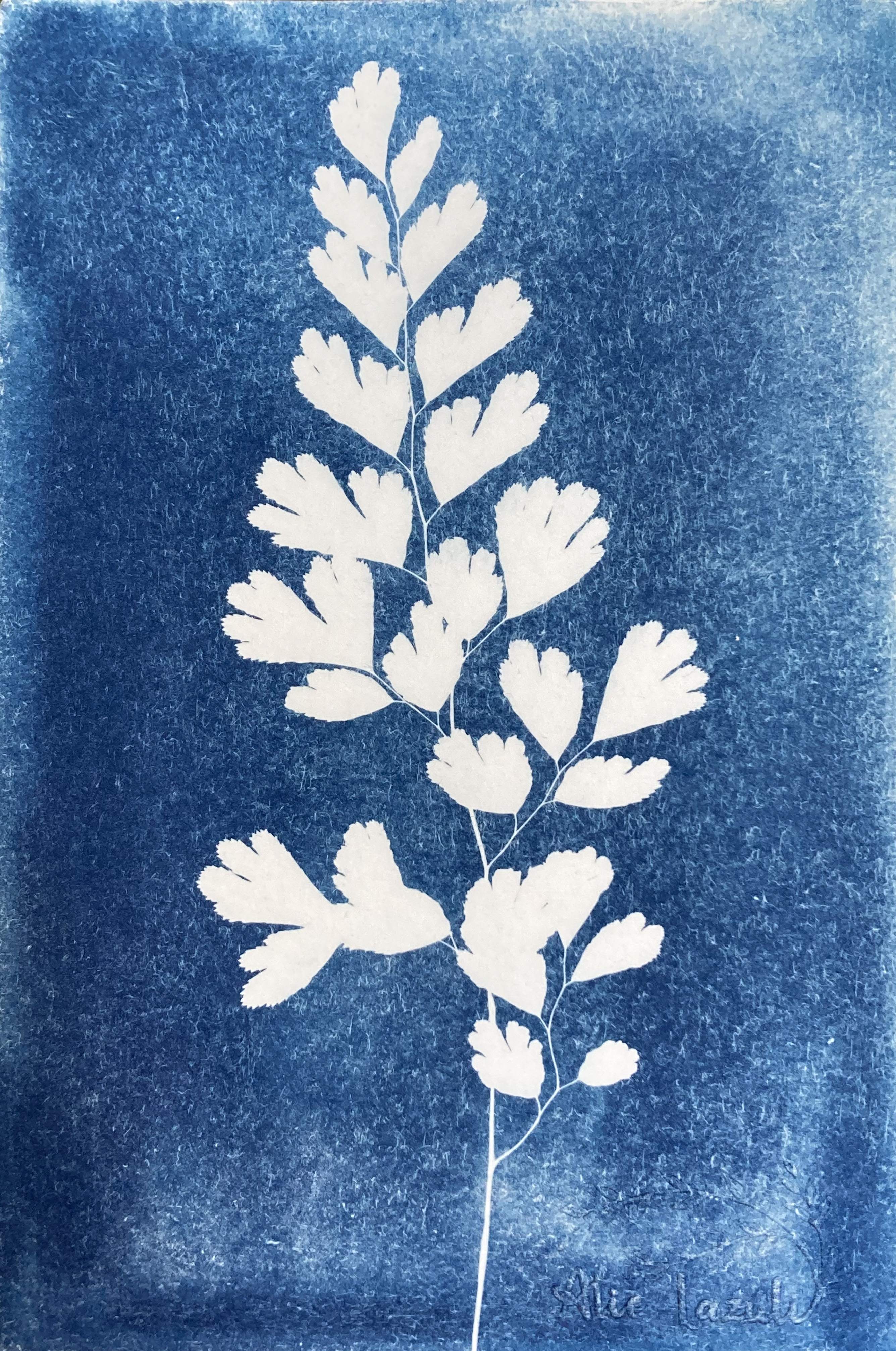 Fougère Dansante  - 10x15