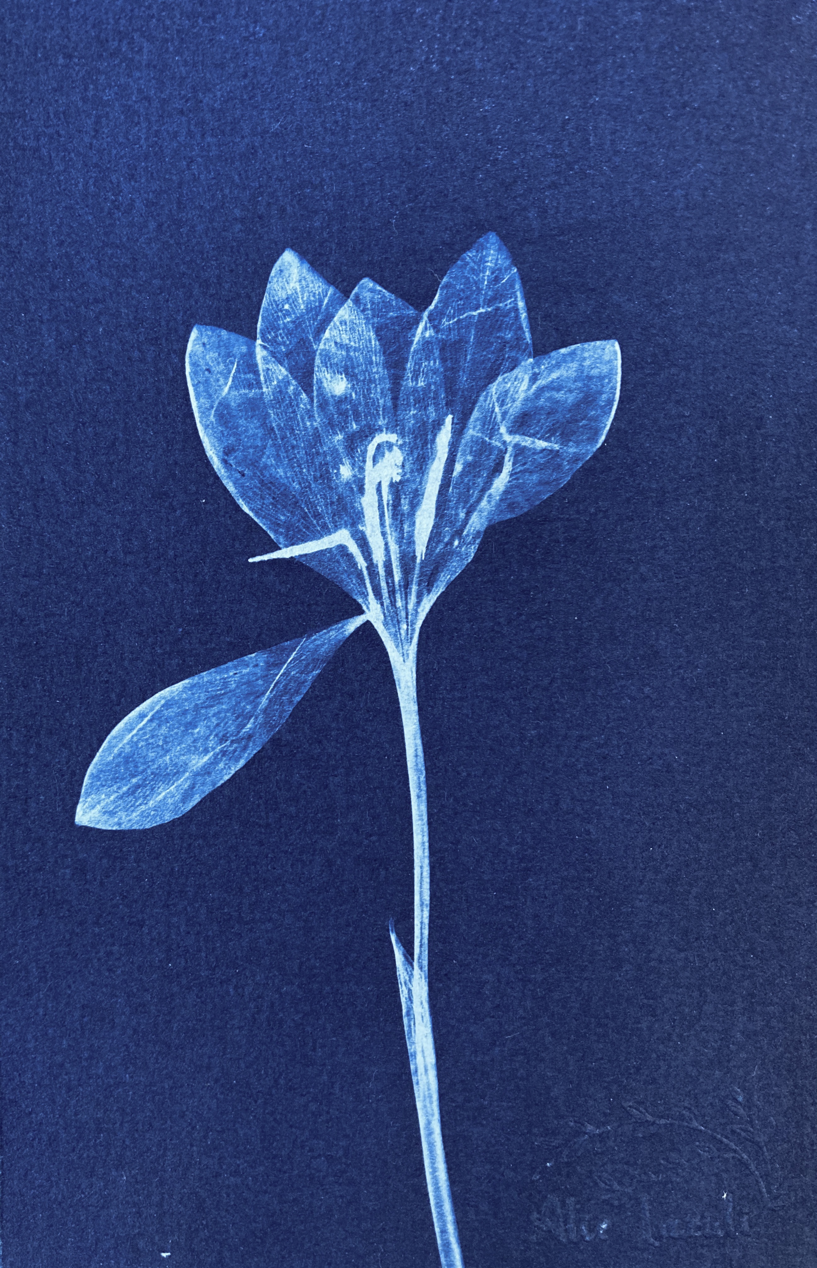 Crocus  - 10x15