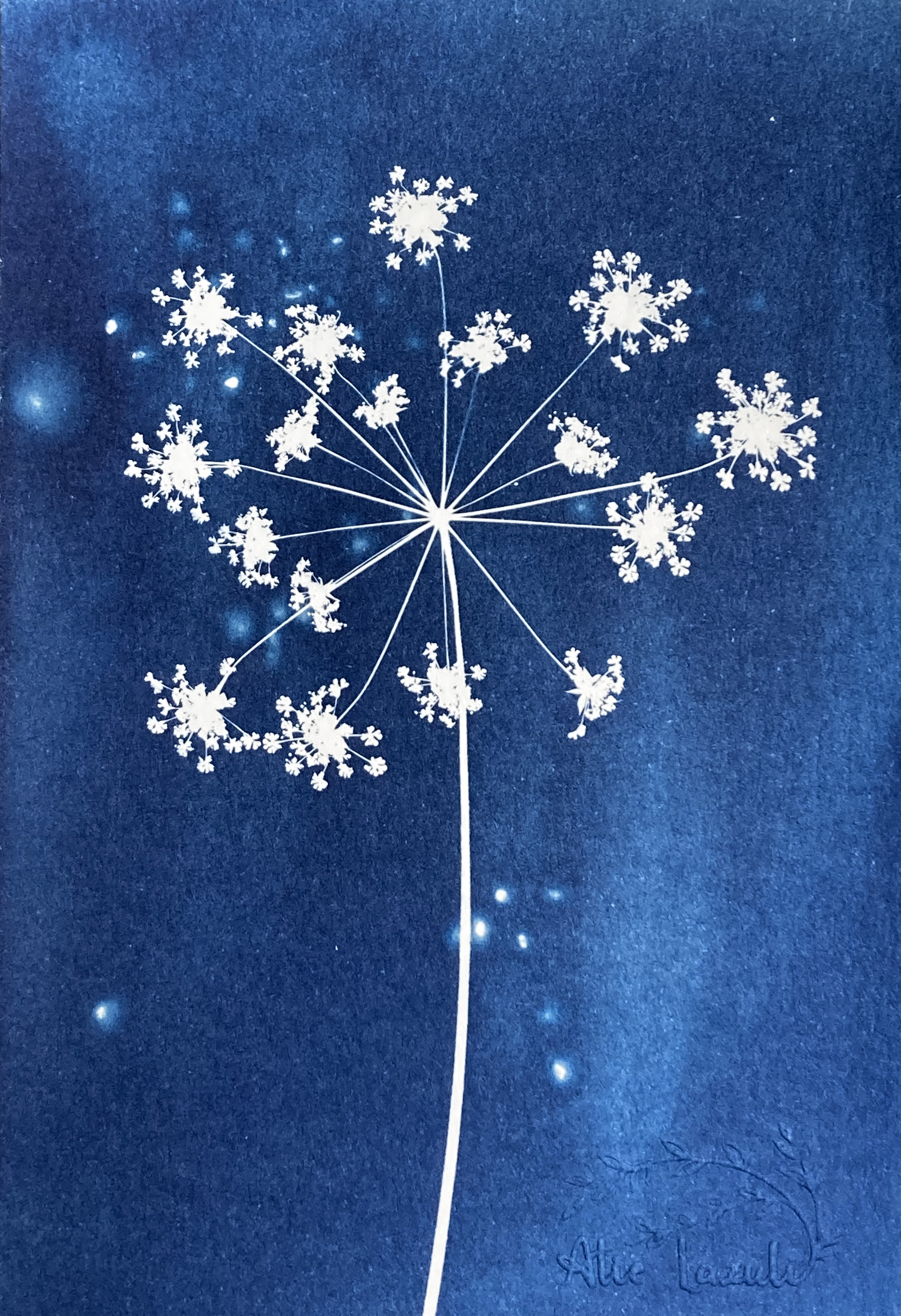 Ombelle  - 10x15