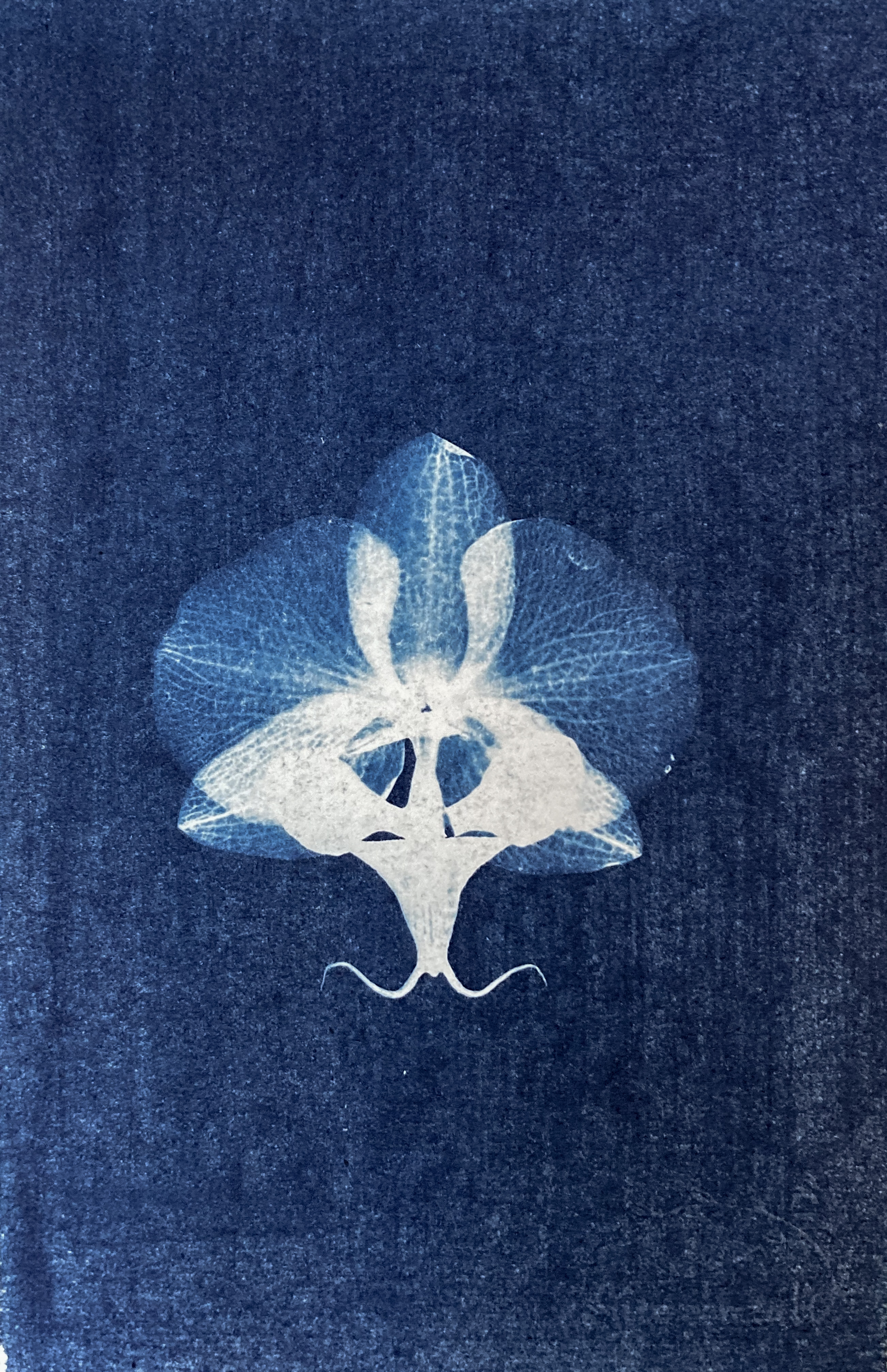 Orchidée  - 10x15