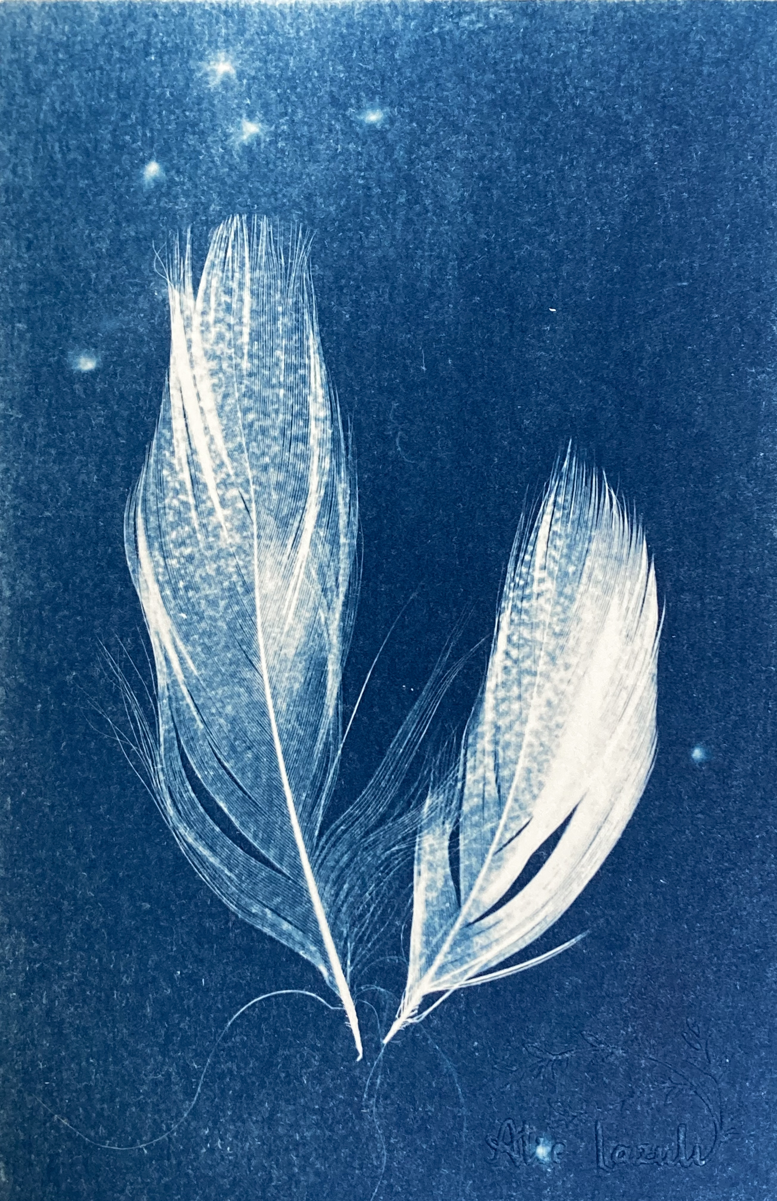 Duo de Plumes  - 10x15