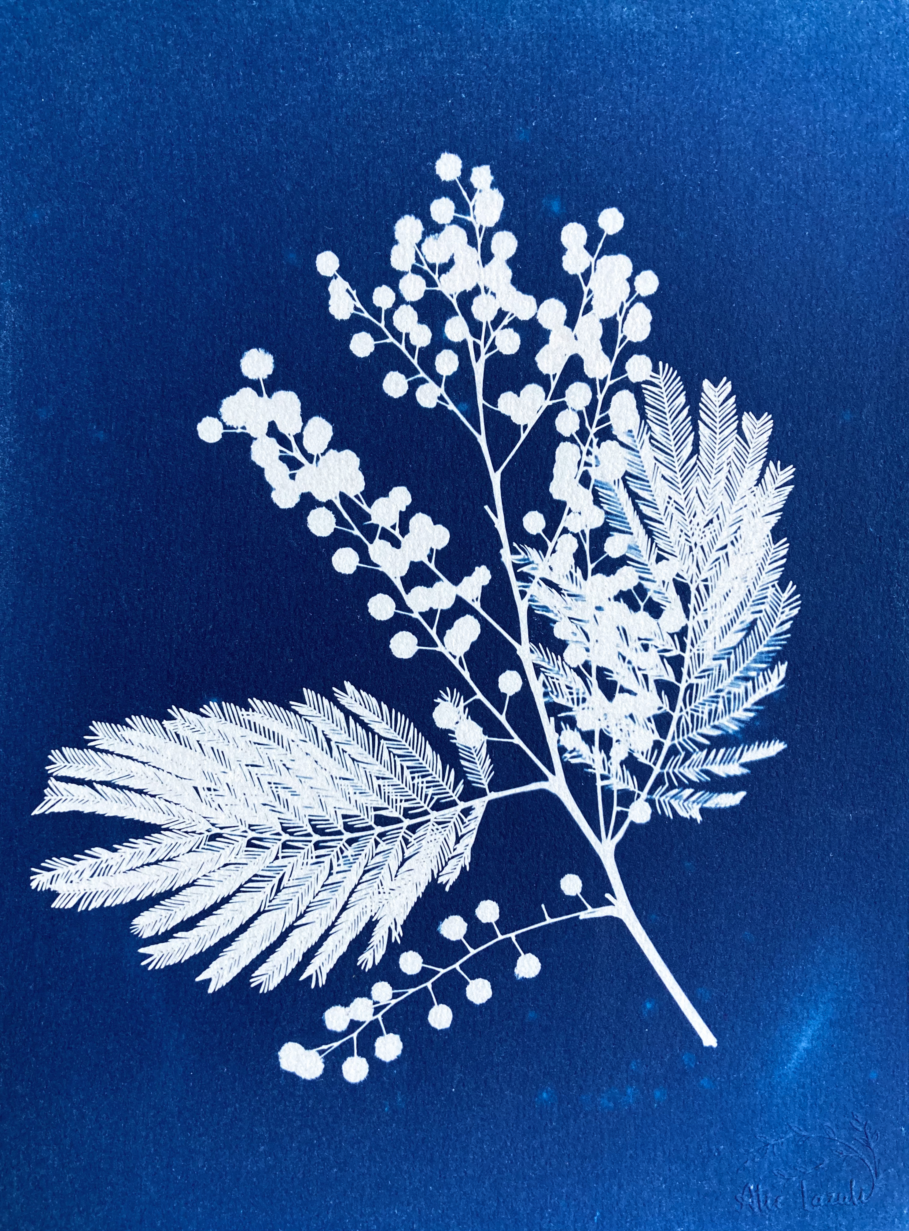 Mimosa - 18x24